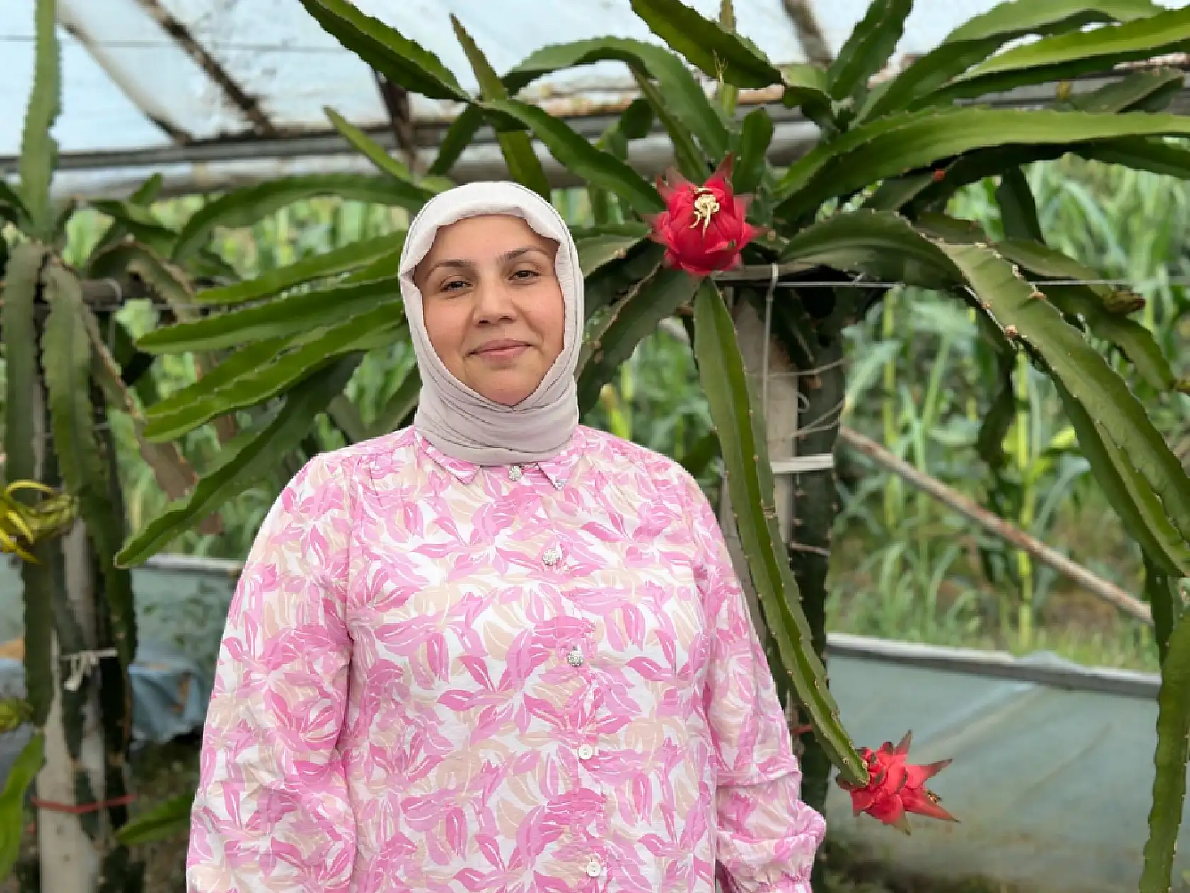 Ejder meyvesi hasadı yüzleri güldürdü