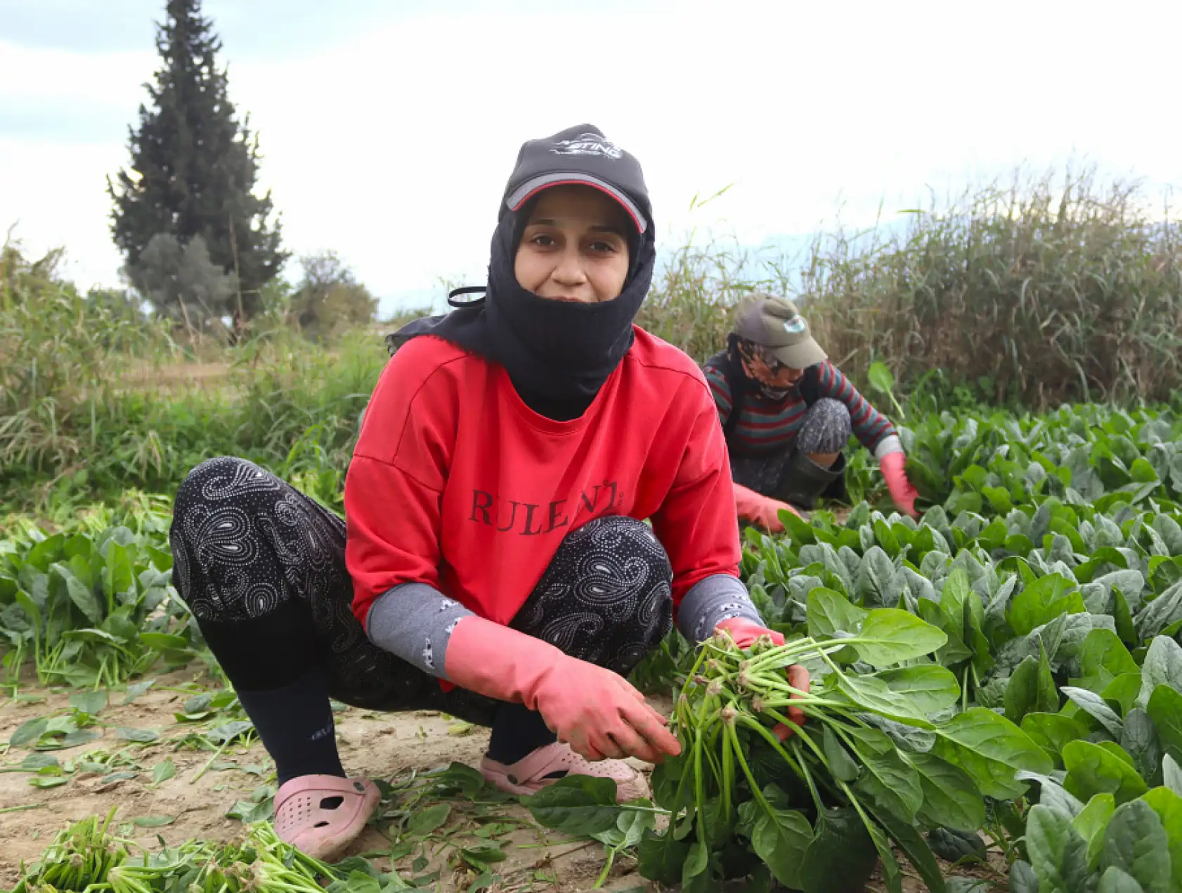 Ispanağın kilosu tarlada 6, pazarda 40 TL
