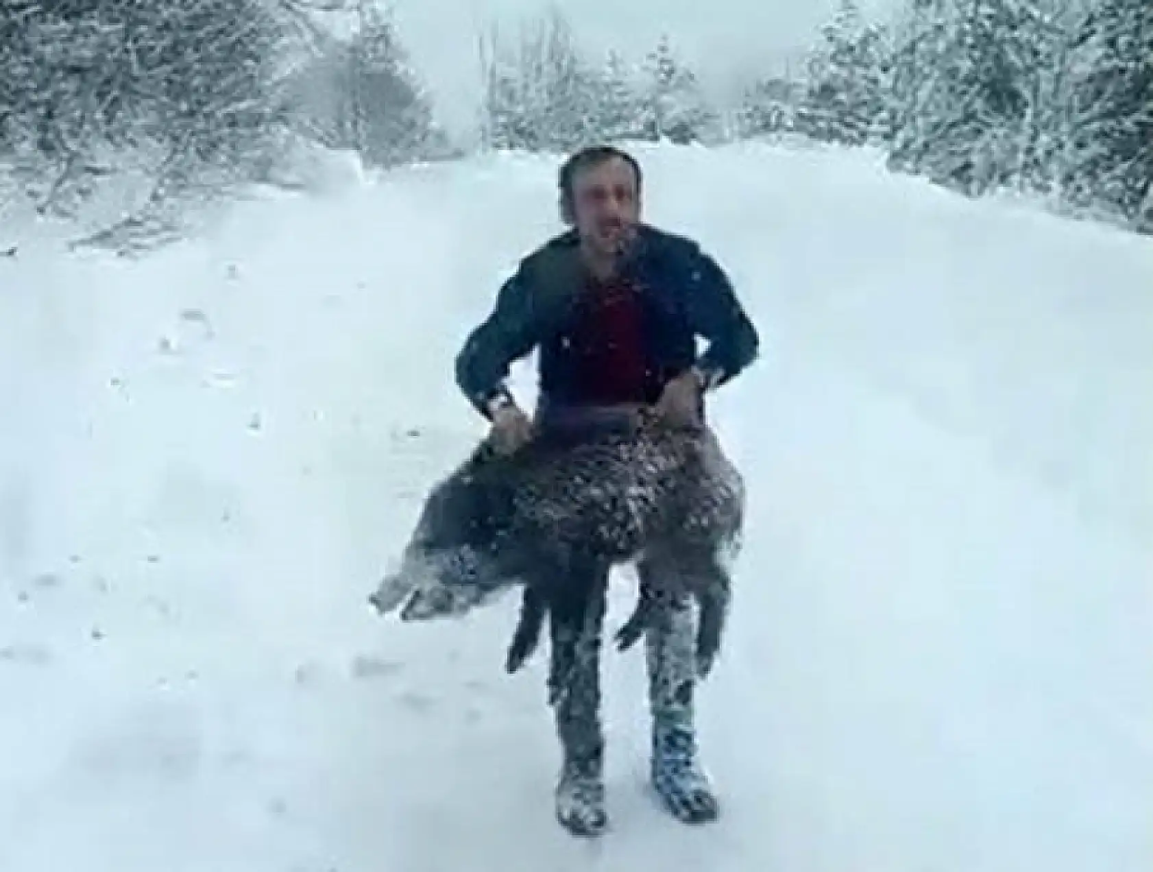 Karlı yolda yaban domuzunu elleriyle yakaladı