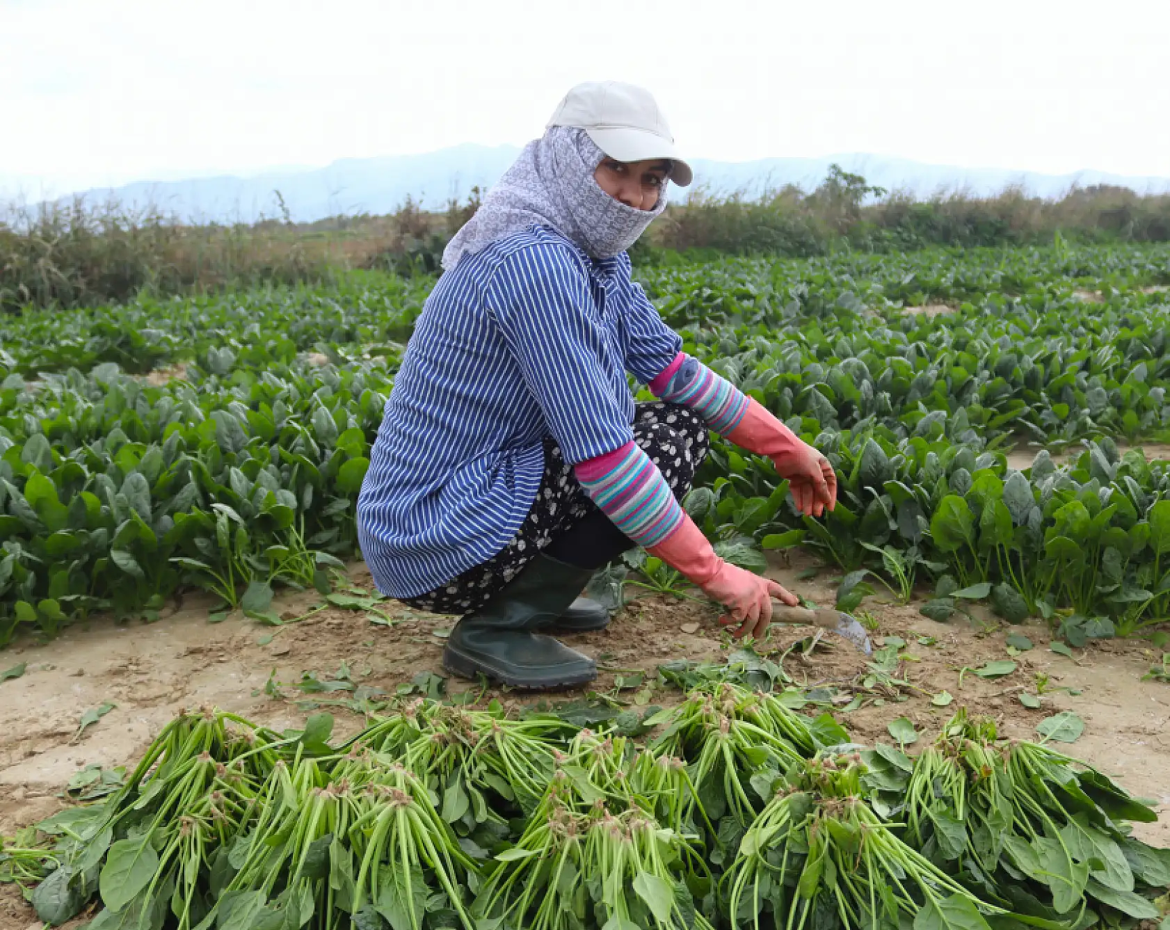 Ispanağın kilosu tarlada 6, pazarda 40 TL