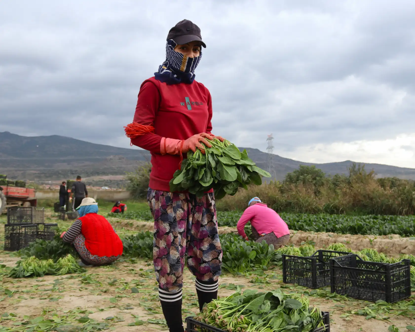 Ispanağın kilosu tarlada 6, pazarda 40 TL