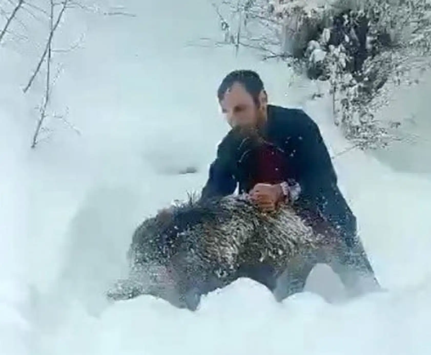 Karlı yolda yaban domuzunu elleriyle yakaladı