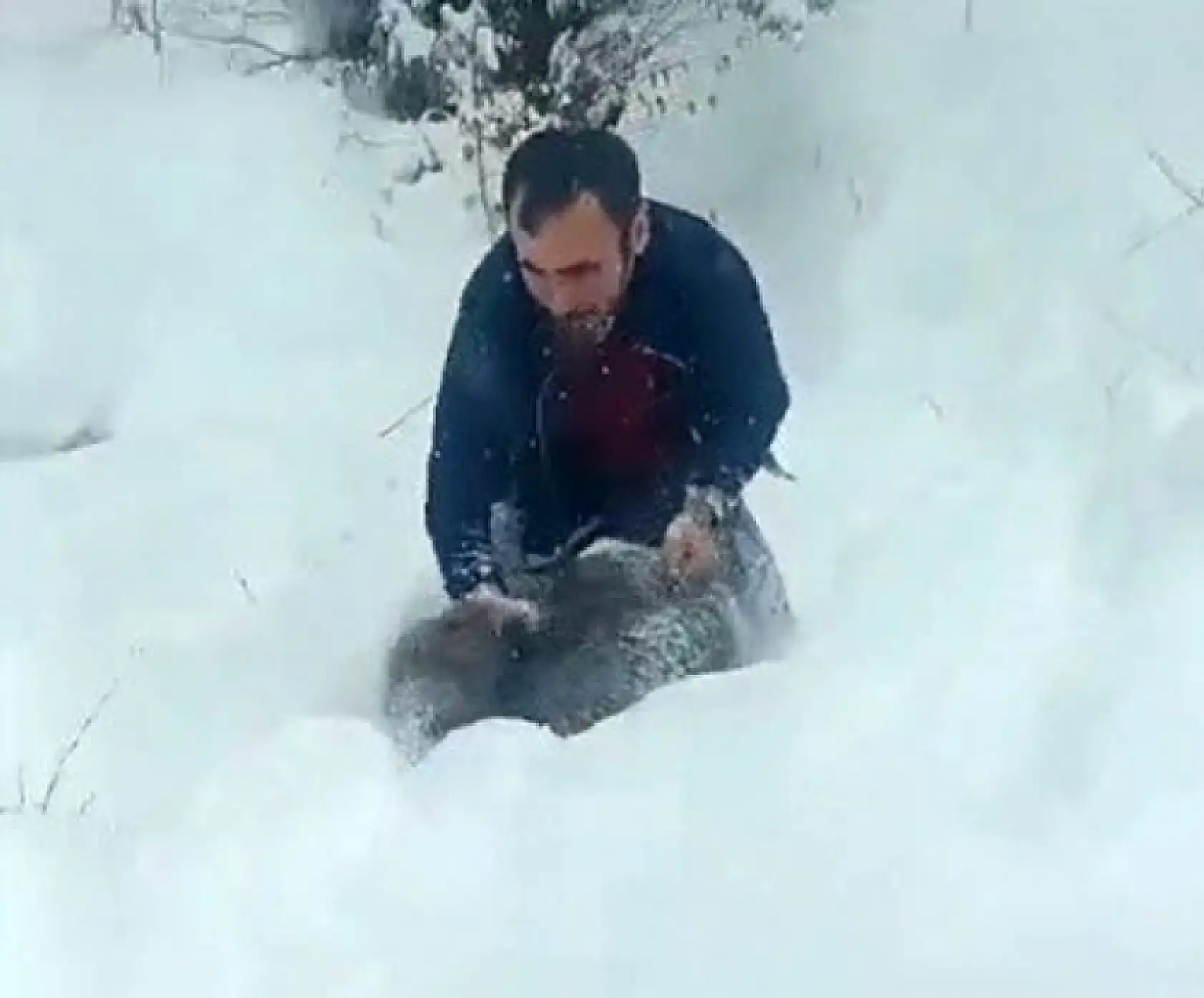 Karlı yolda yaban domuzunu elleriyle yakaladı