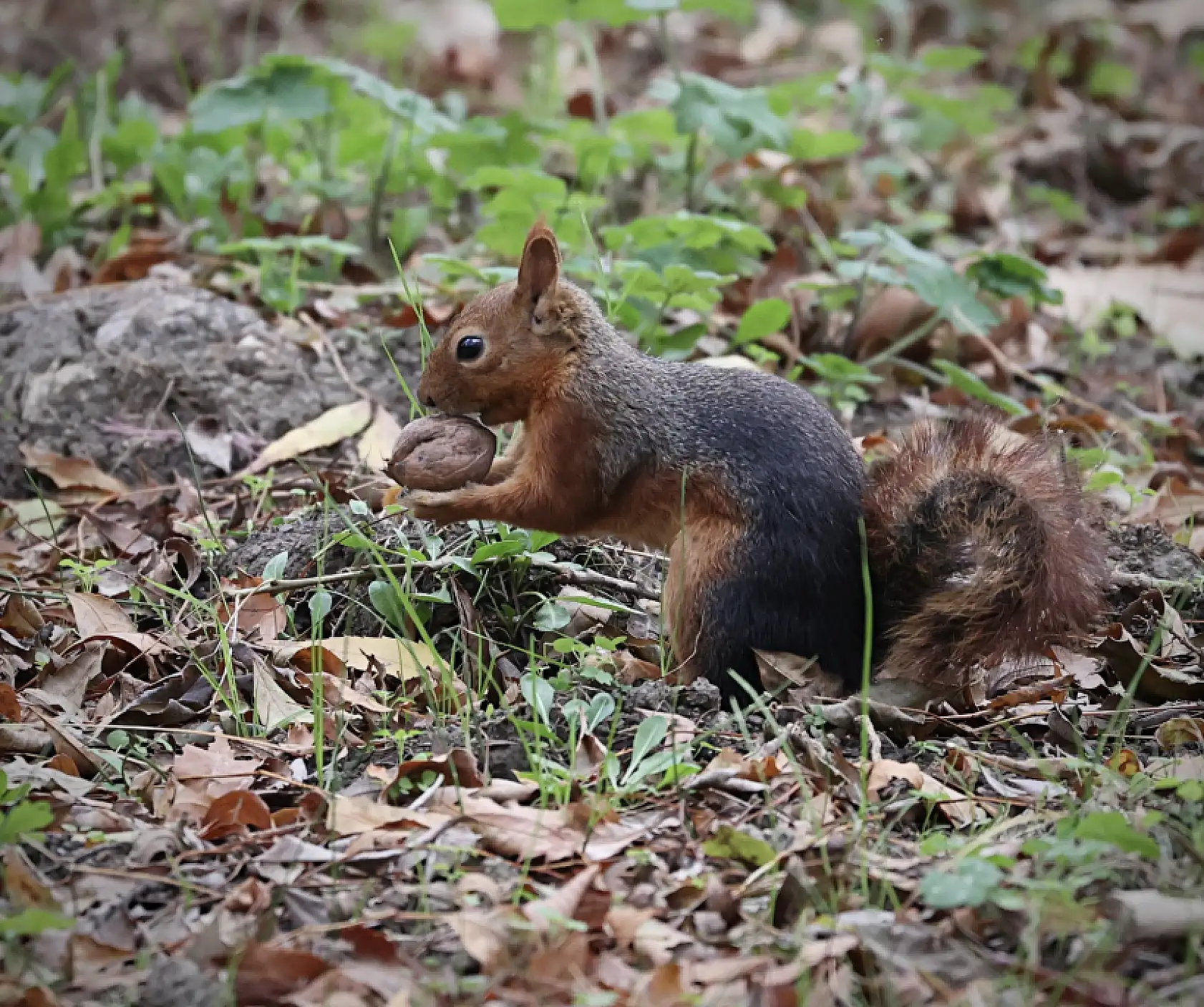 Alaçam'da Sonbaharın Renkleri Sincaplarla Buluştu