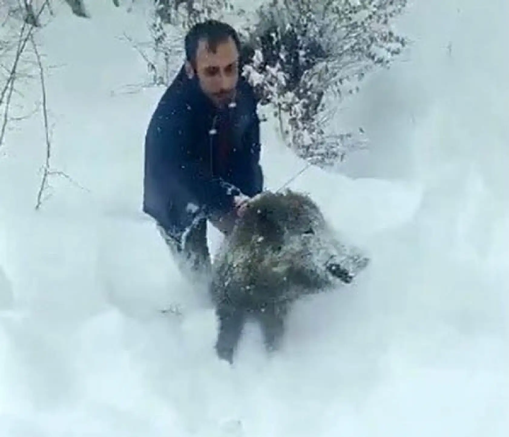 Karlı yolda yaban domuzunu elleriyle yakaladı
