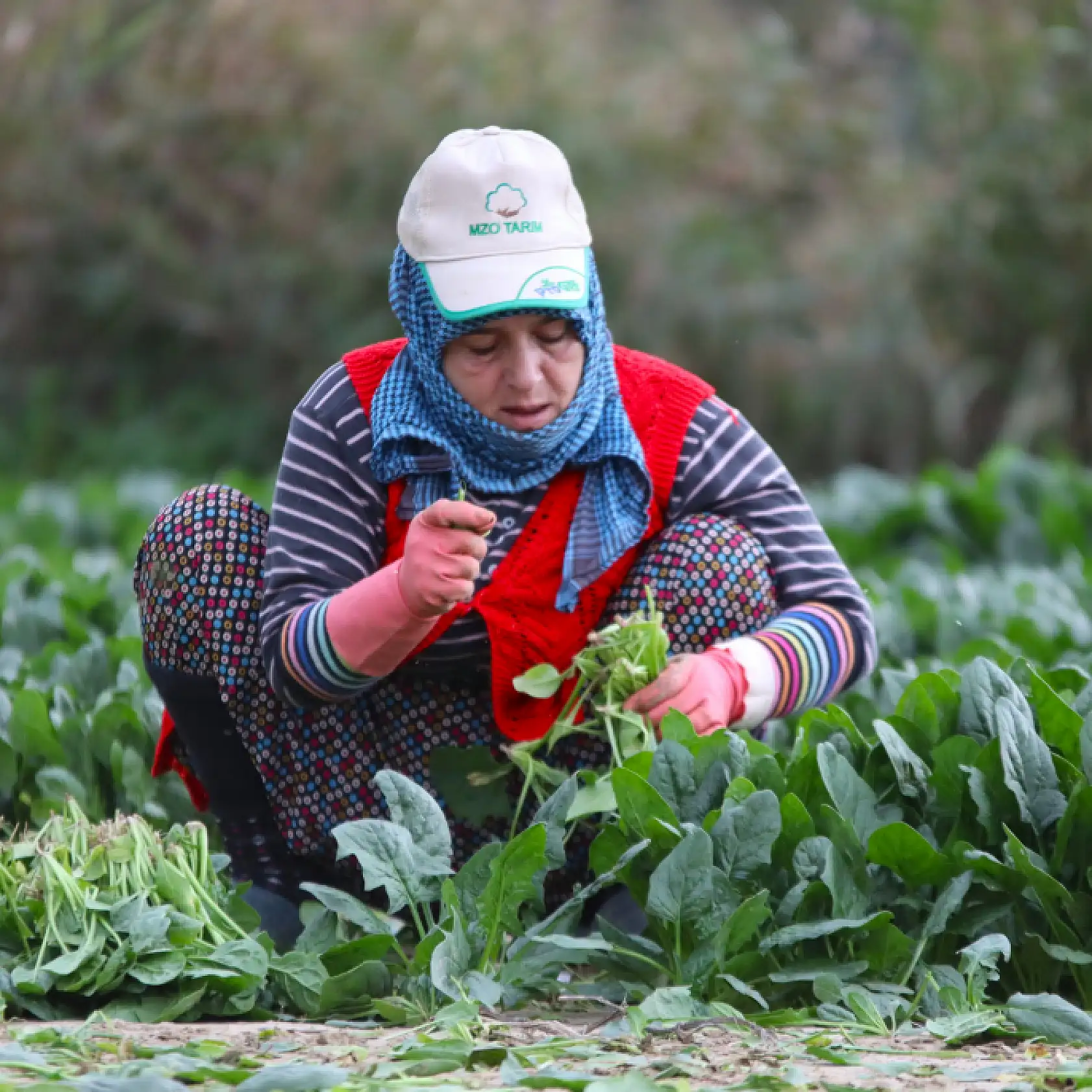 Ispanağın kilosu tarlada 6, pazarda 40 TL