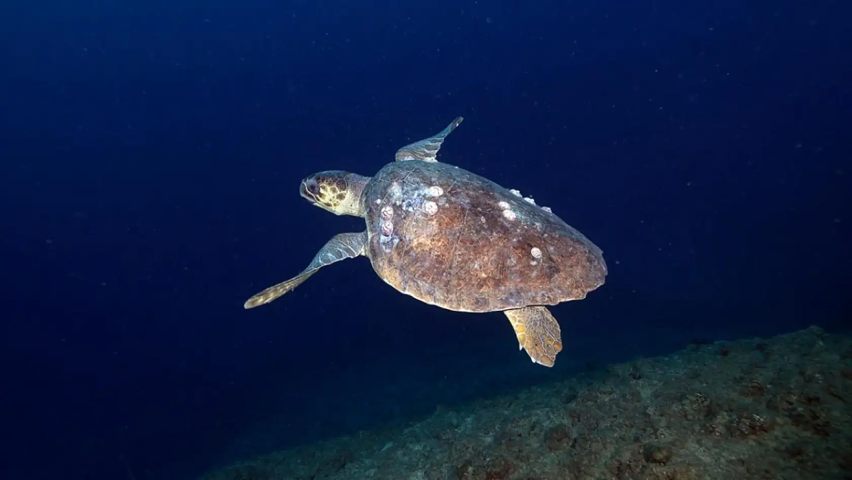 Doğu Akdeniz'in derinliklerindeki renkli yaşam görüntülendi