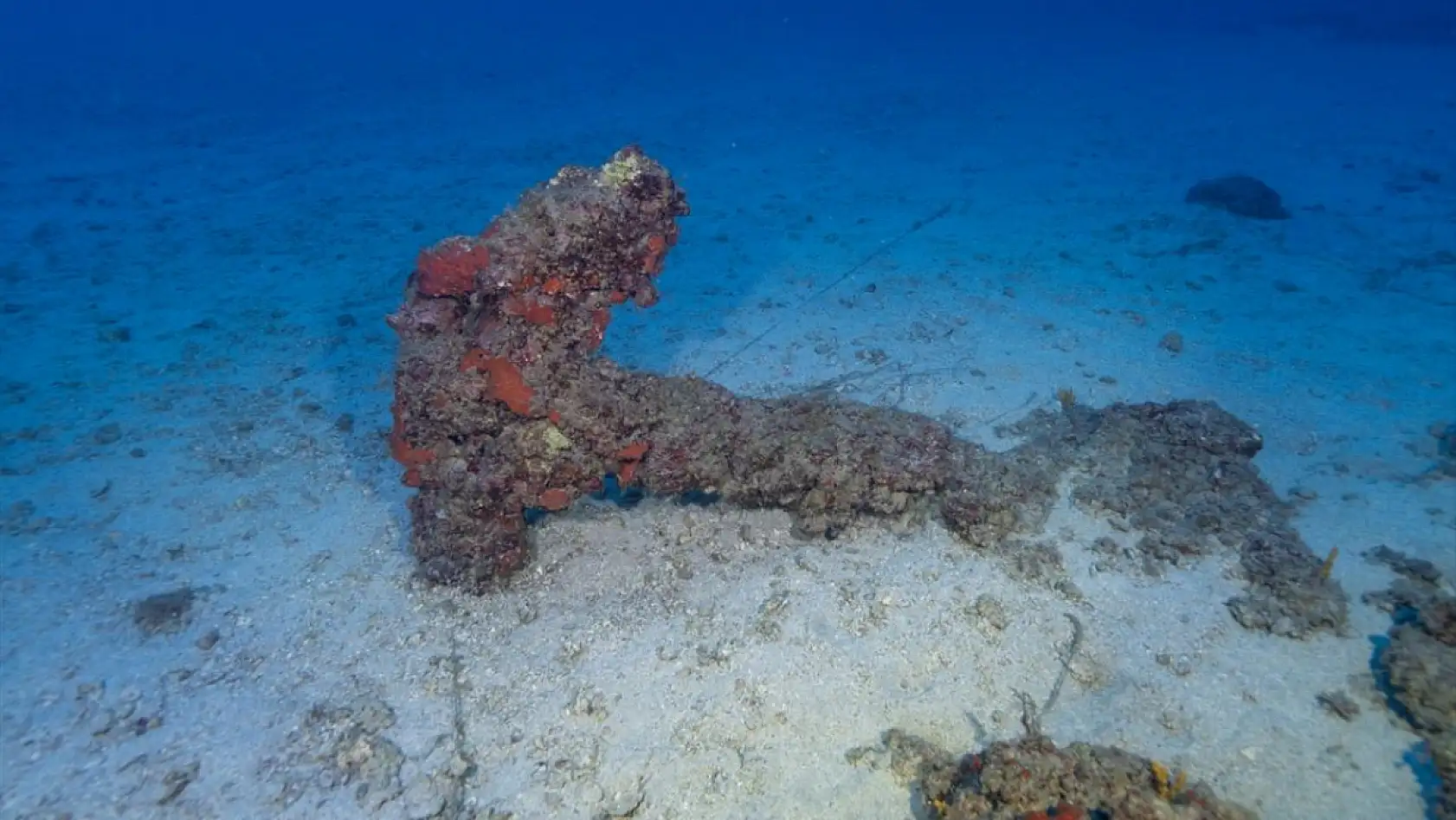 Doğu Akdeniz'in derinliklerindeki renkli yaşam görüntülendi