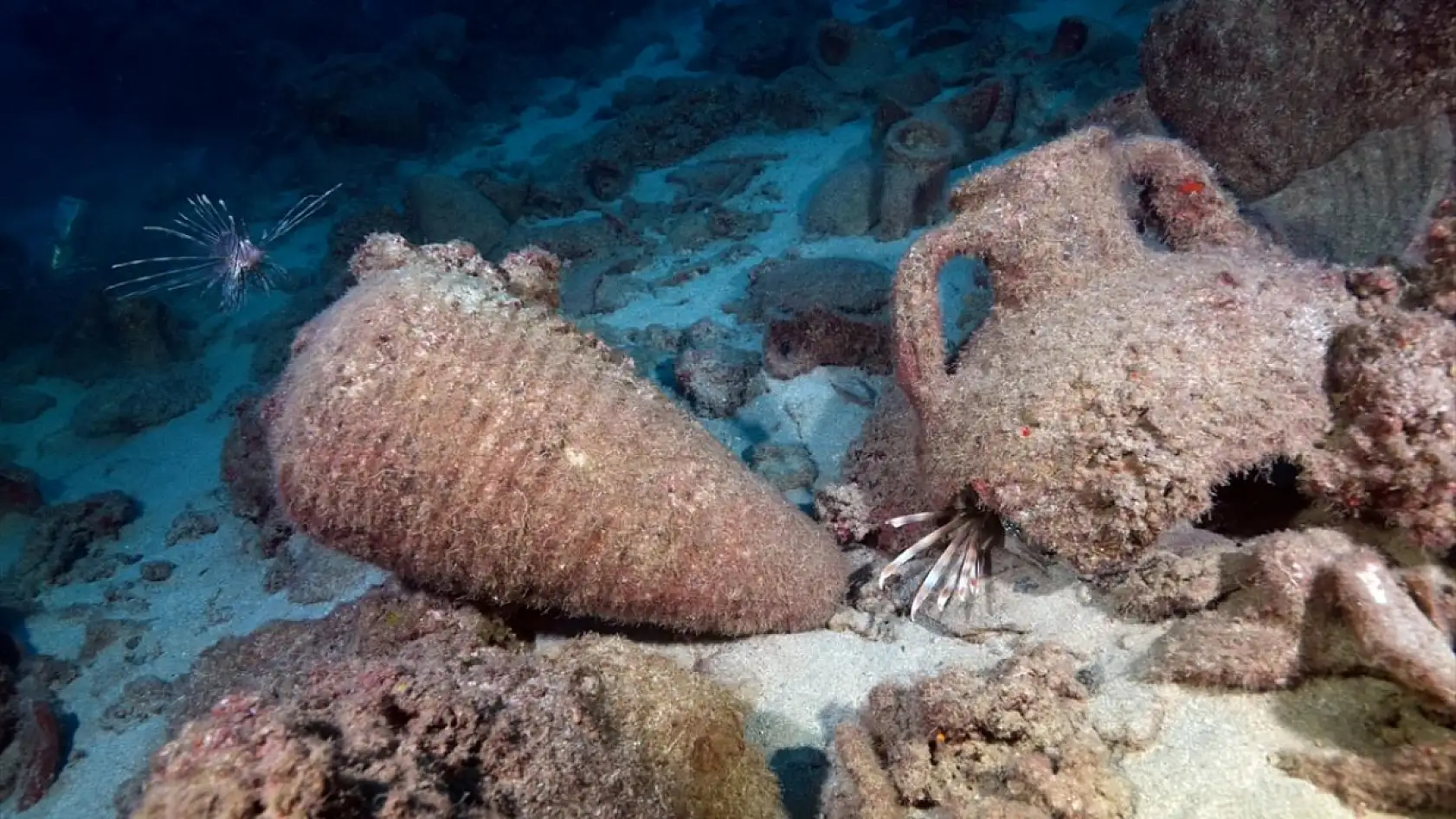 Doğu Akdeniz'in derinliklerindeki renkli yaşam görüntülendi
