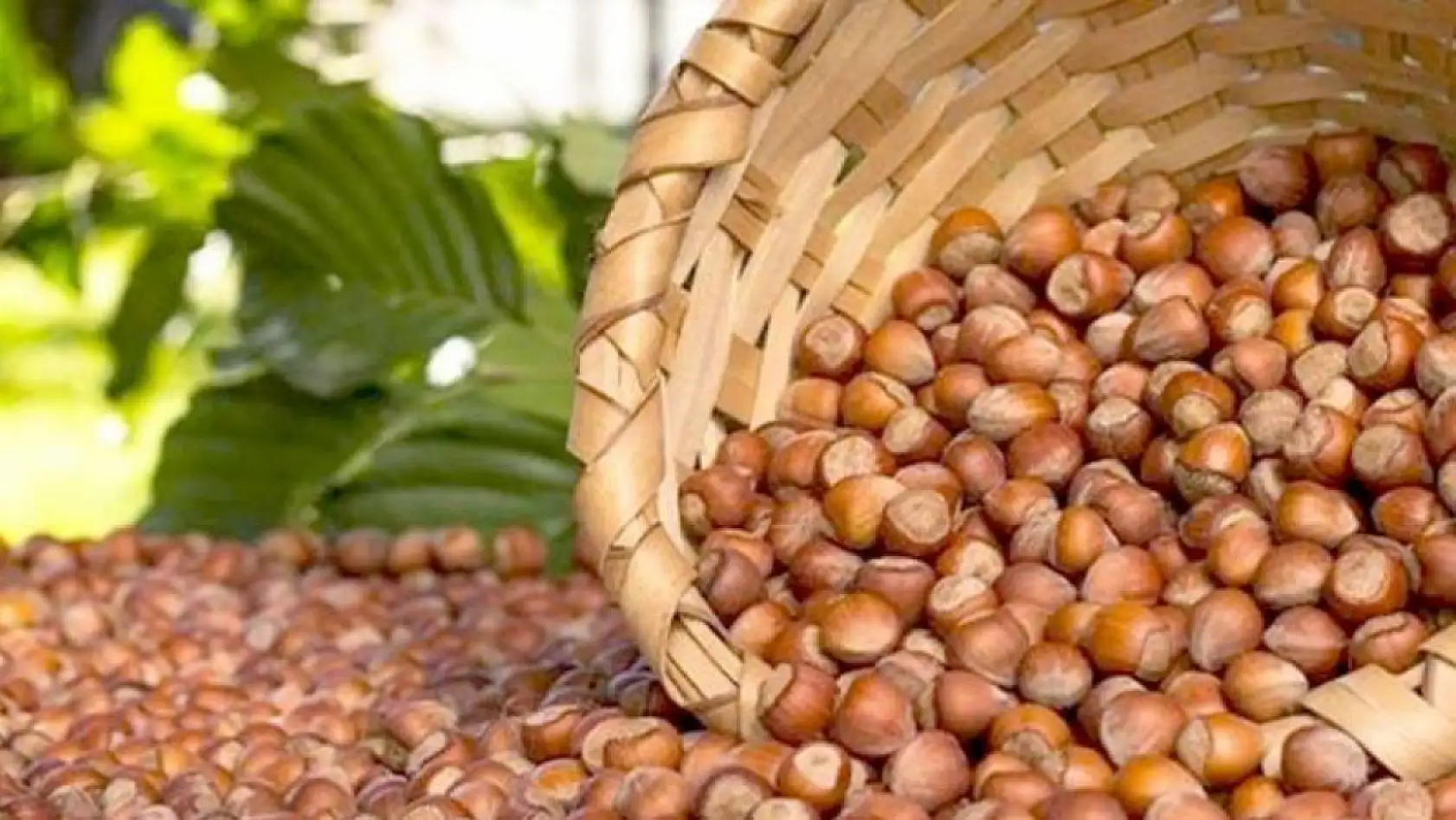 Zonguldak'ta Fındık Fiyatları Netleşti