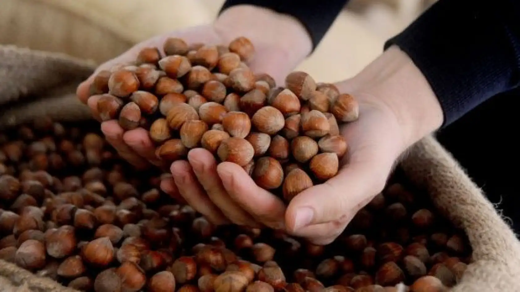 4 Ocak Ordu Fındık Fiyatları Açıklandı