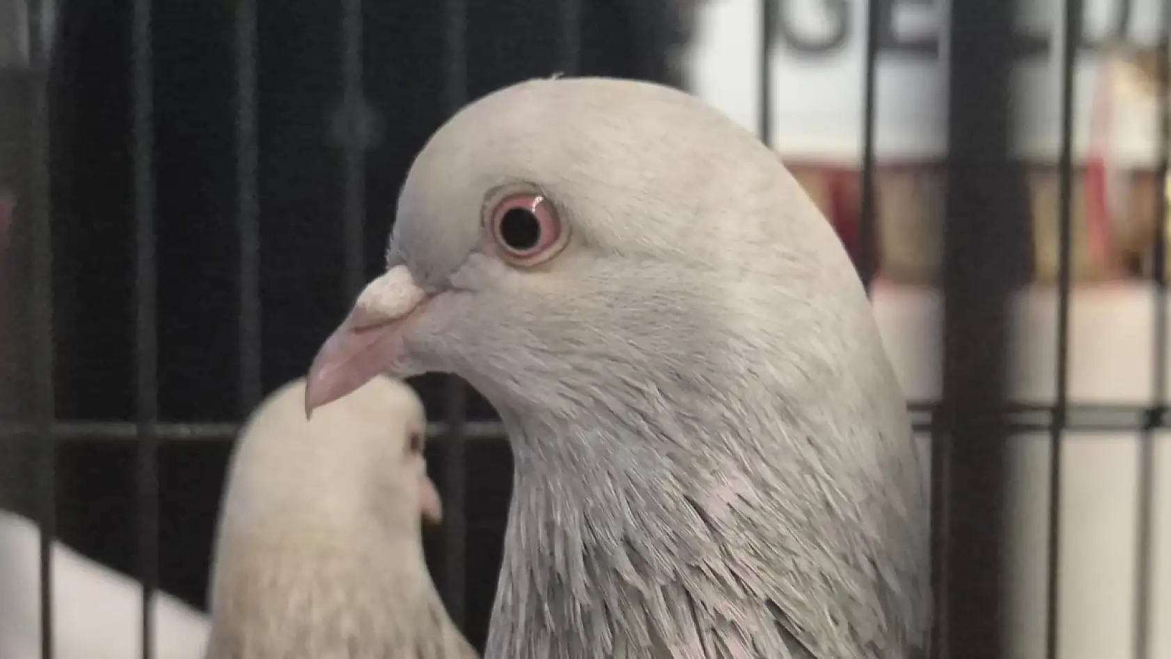 Samsun'da güvercin severler kupa töreninde buluştu