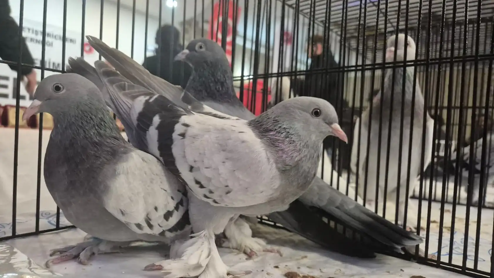 Samsun'da güvercin severler kupa töreninde buluştu