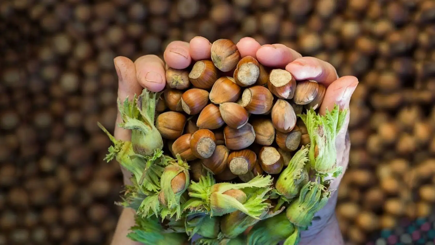 5 Kasım 2025 Samsun fındık fiyatları belli oldu