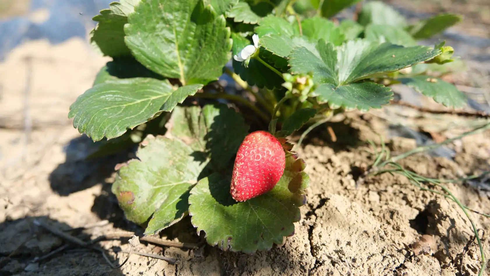 Büyükşehir'den rekor destek