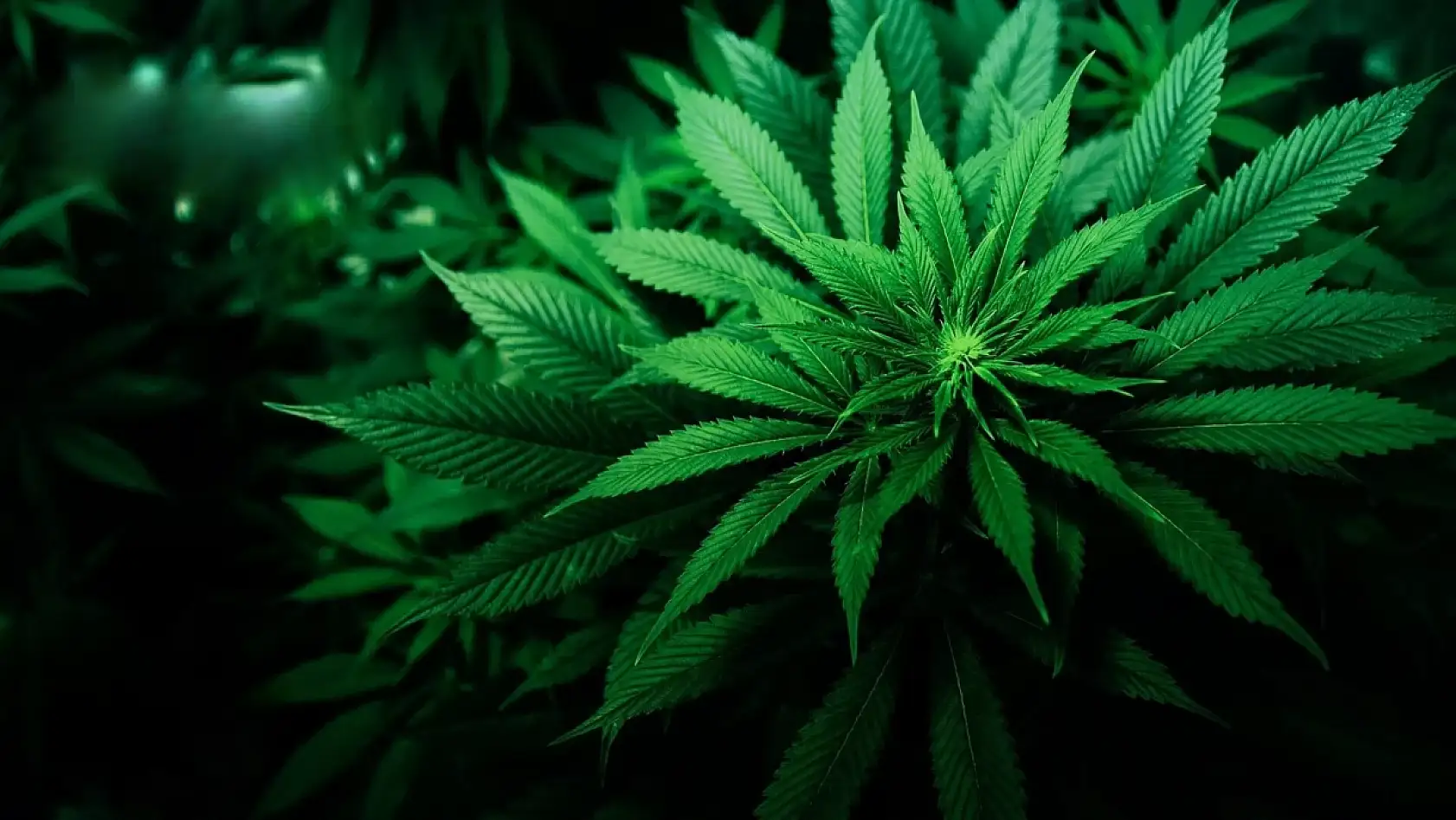 2026 Yılı Kenevir Üretimi Başvuruları Başladı