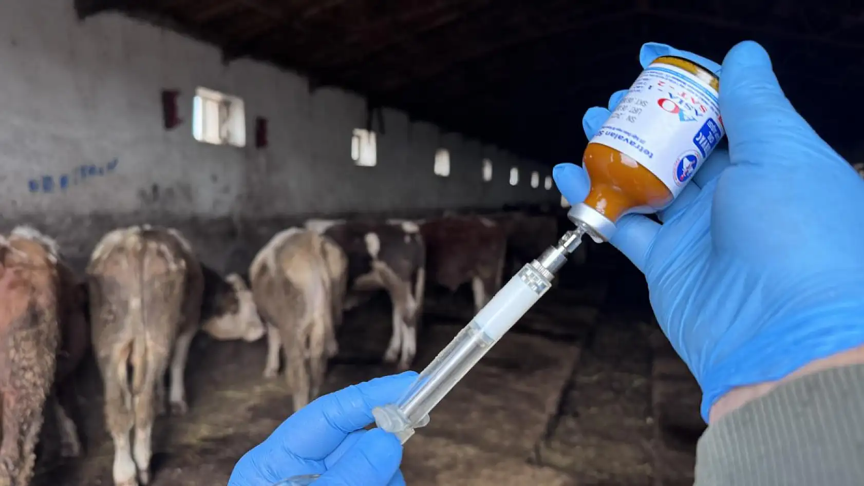 Samsun'da şap tehlikesinin güncel durumu nedir?