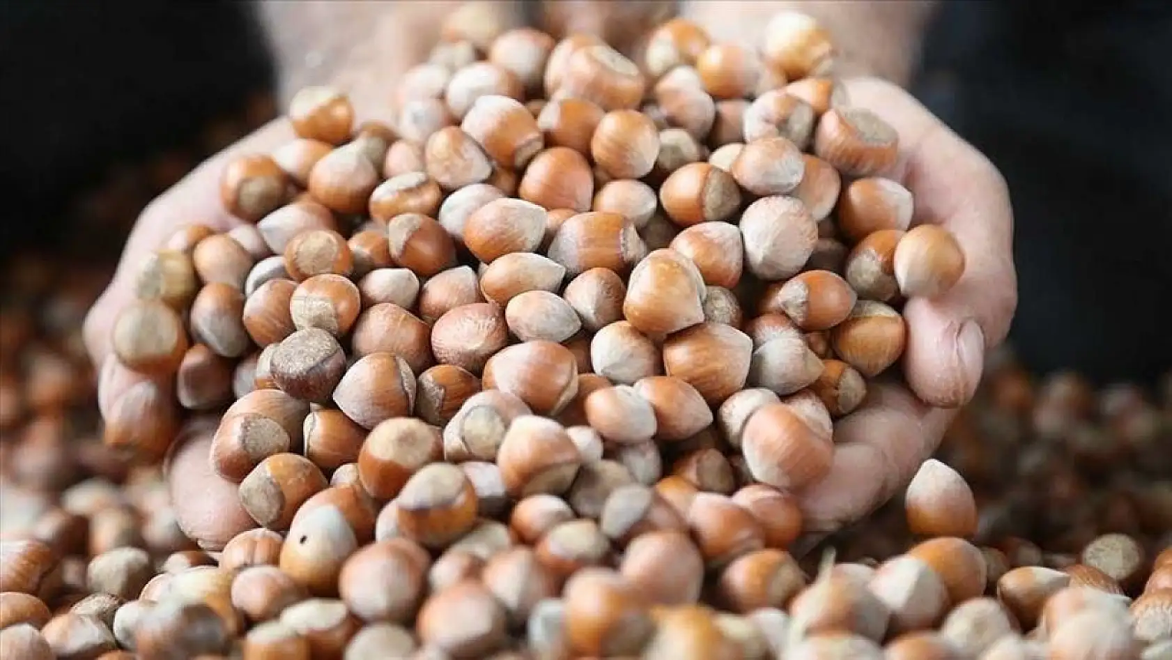 4 Ocak Samsun Fındık Fiyatları Açıklandı: Çarşamba ve Terme Hattında Yeni Rakamlar