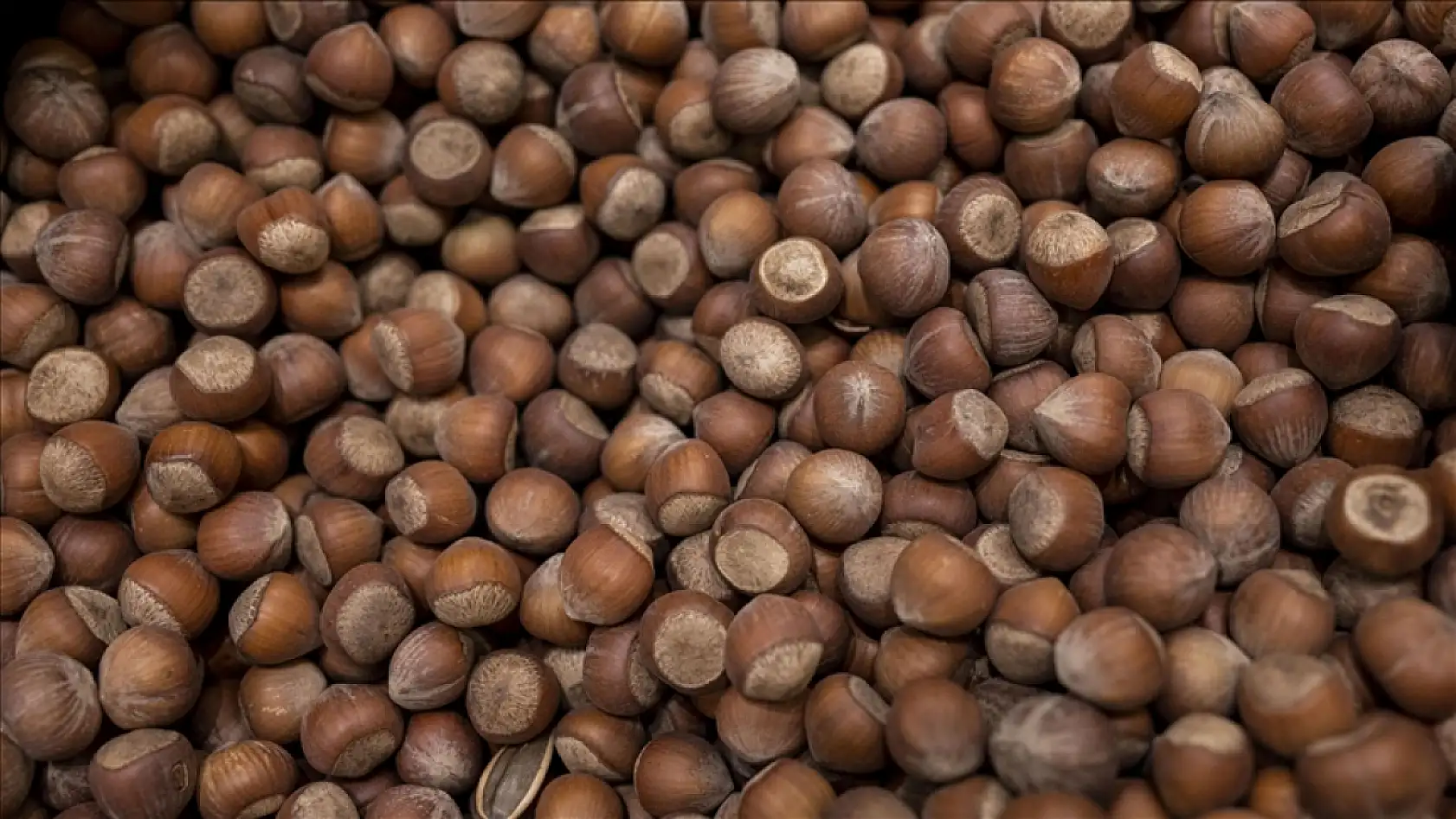 5 Kasım 2025 Ordu Fındık Fiyatları Belli Oldu