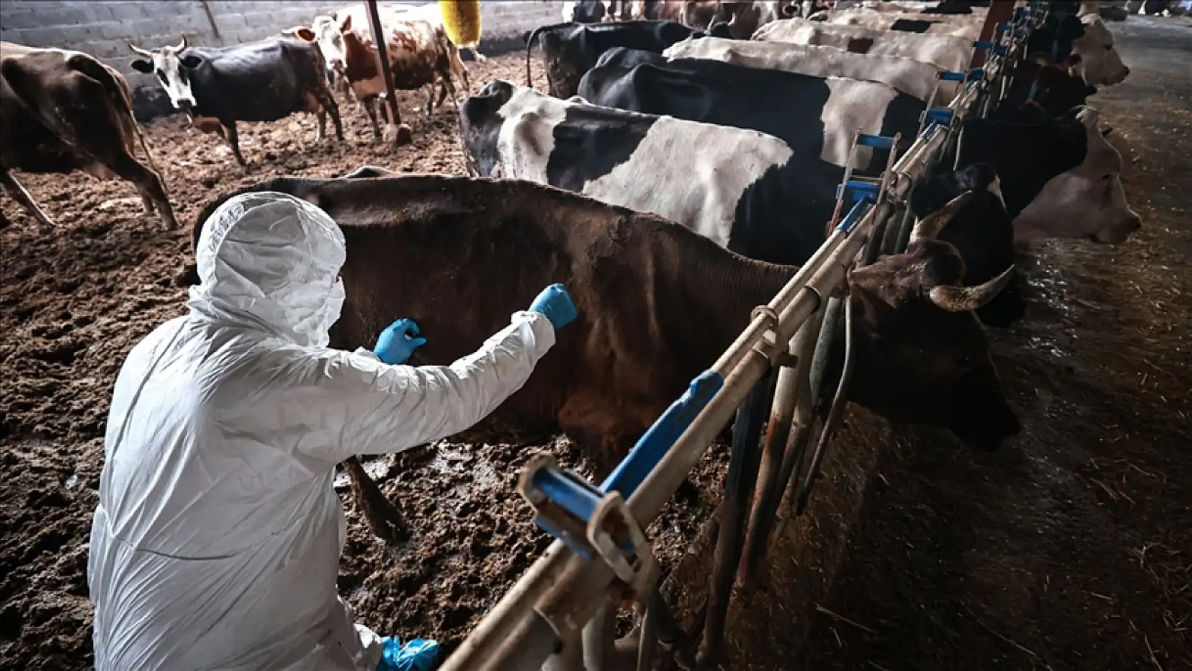 Samsun'da şap tehlikesinin güncel durumu nedir?