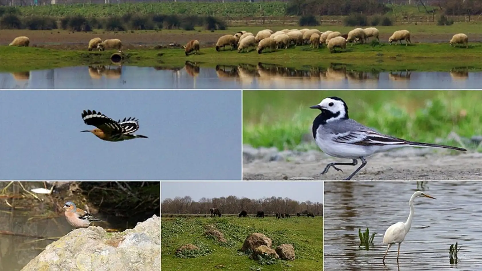 Kuş Cenneti için Önemli Karar! Trafiğe Kapatılıyor!