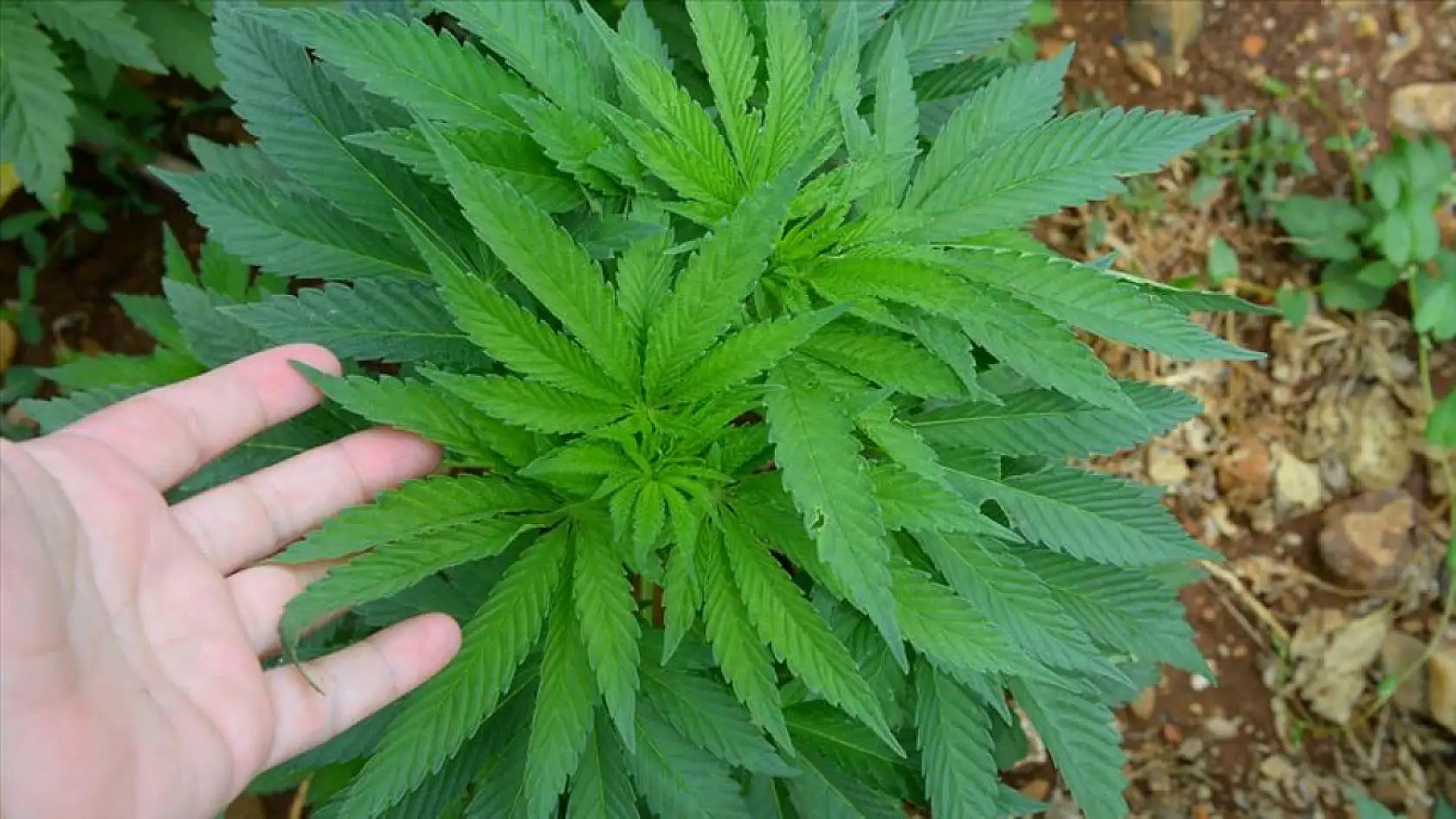 2026 Yılı Kenevir Üretimi Başvuruları Başladı