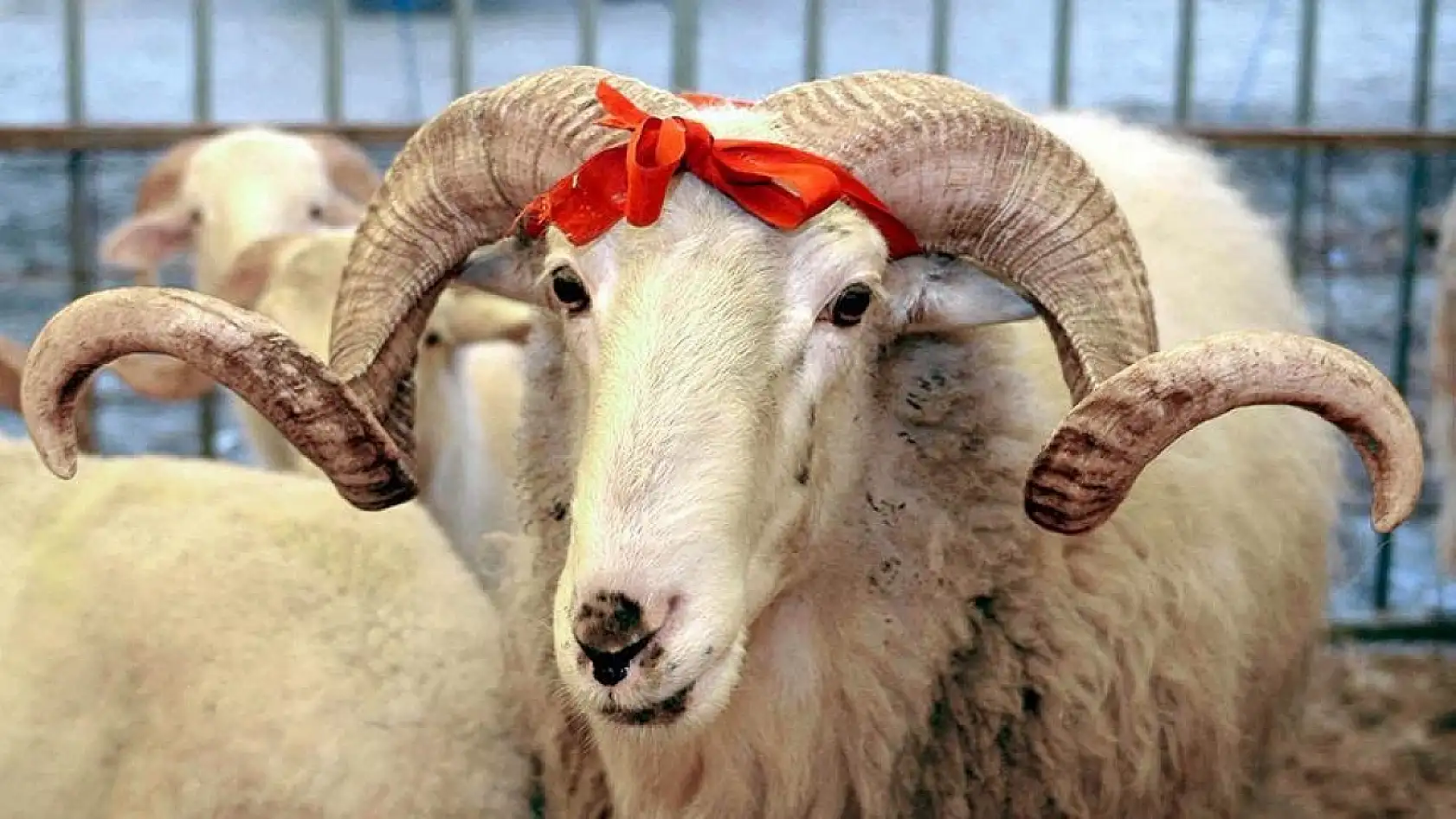 Kurban kesim vakti ne zaman başlar ve biter? İşte Tüm Detaylar