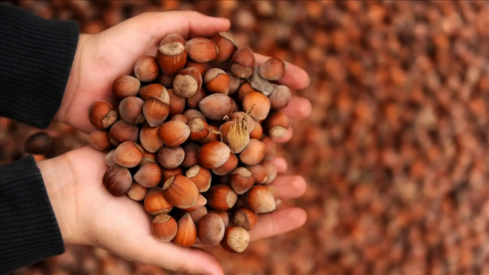 Türkiye'nin Fındık İhracatında İlk 3 Ay Verileri Açıklandı