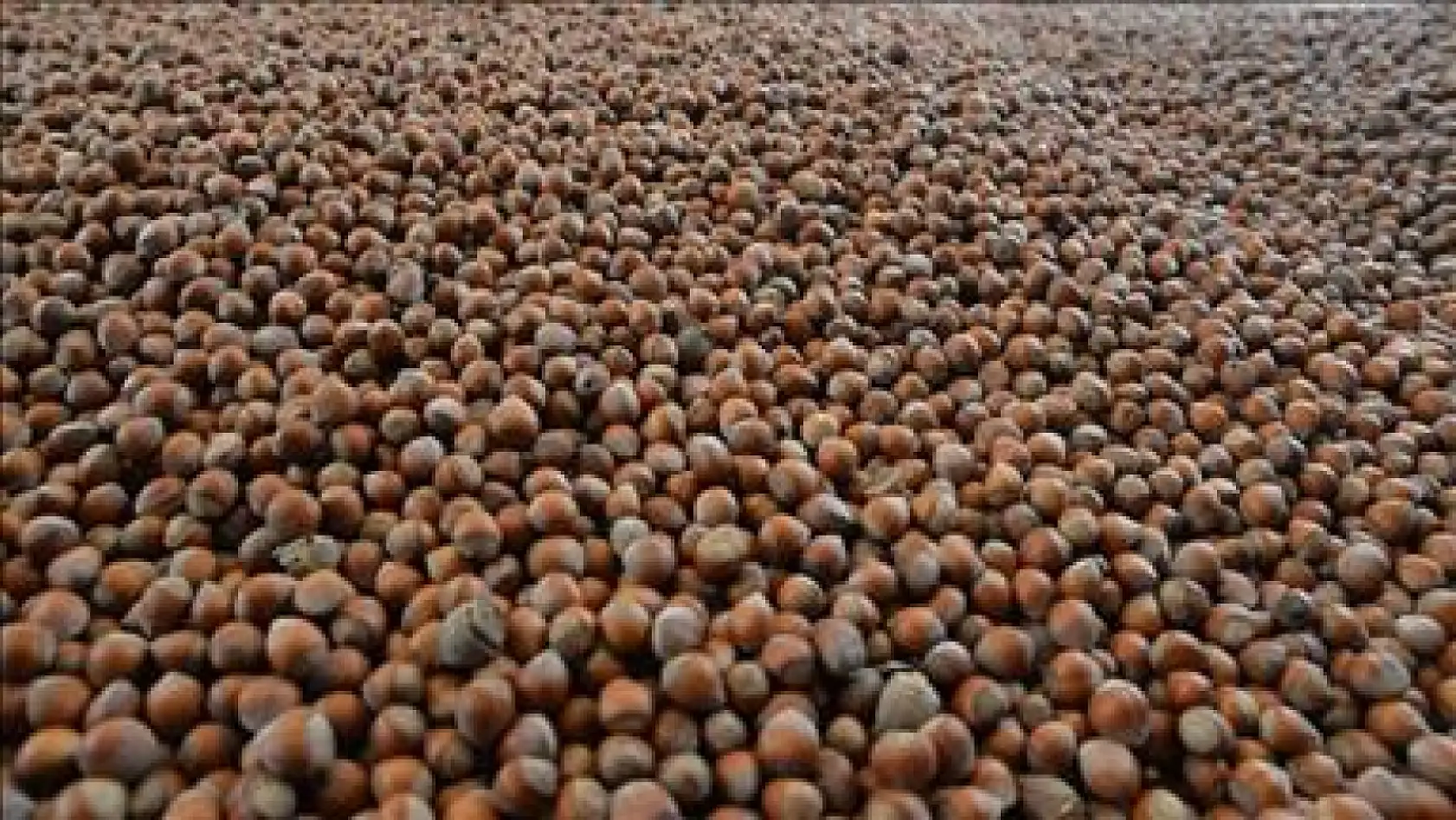 4 Ocak Samsun Fındık Fiyatları Açıklandı: Çarşamba ve Terme Hattında Yeni Rakamlar