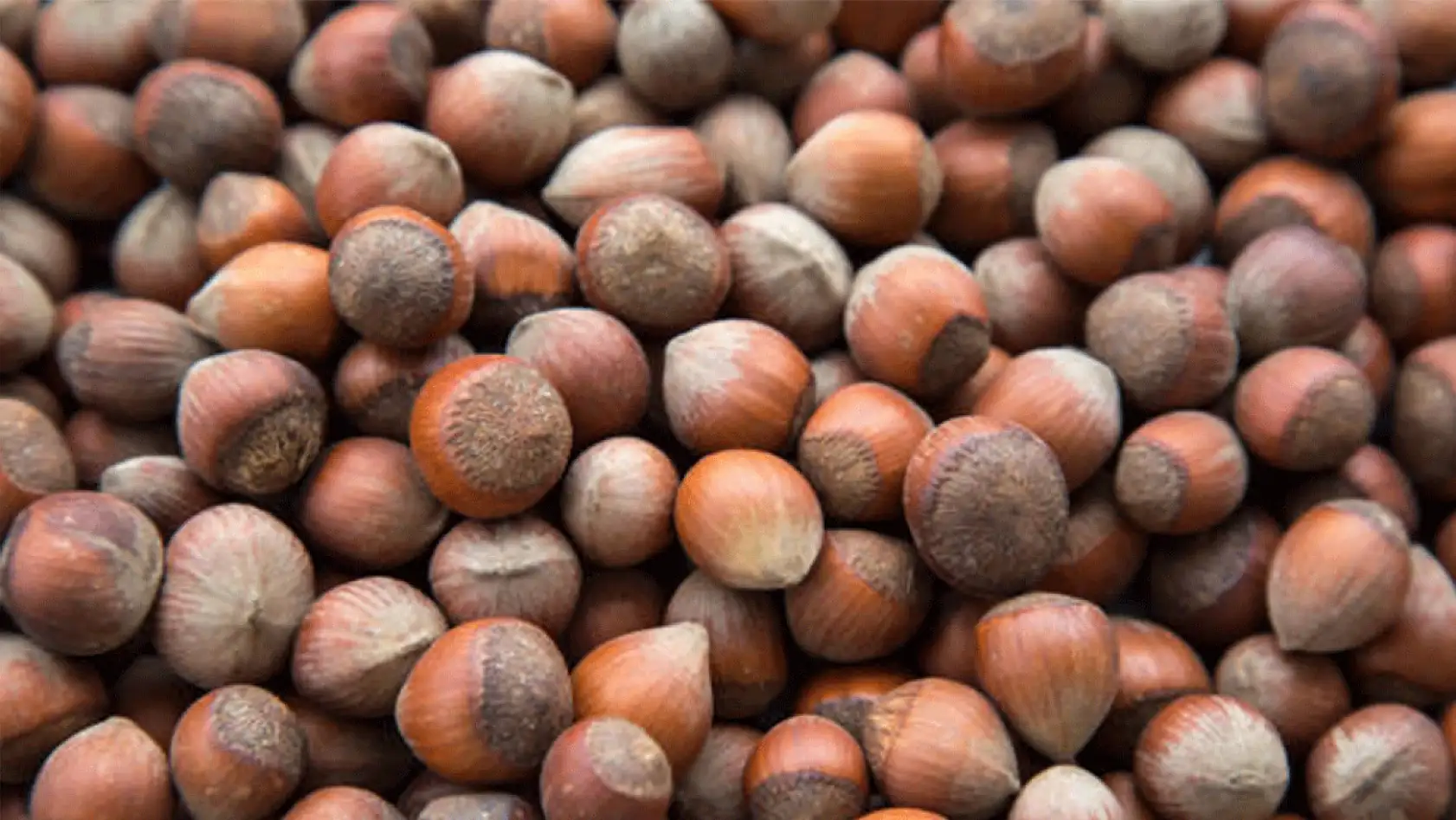 Türkiye'nin Fındık İhracatında İlk 3 Ay Verileri Açıklandı