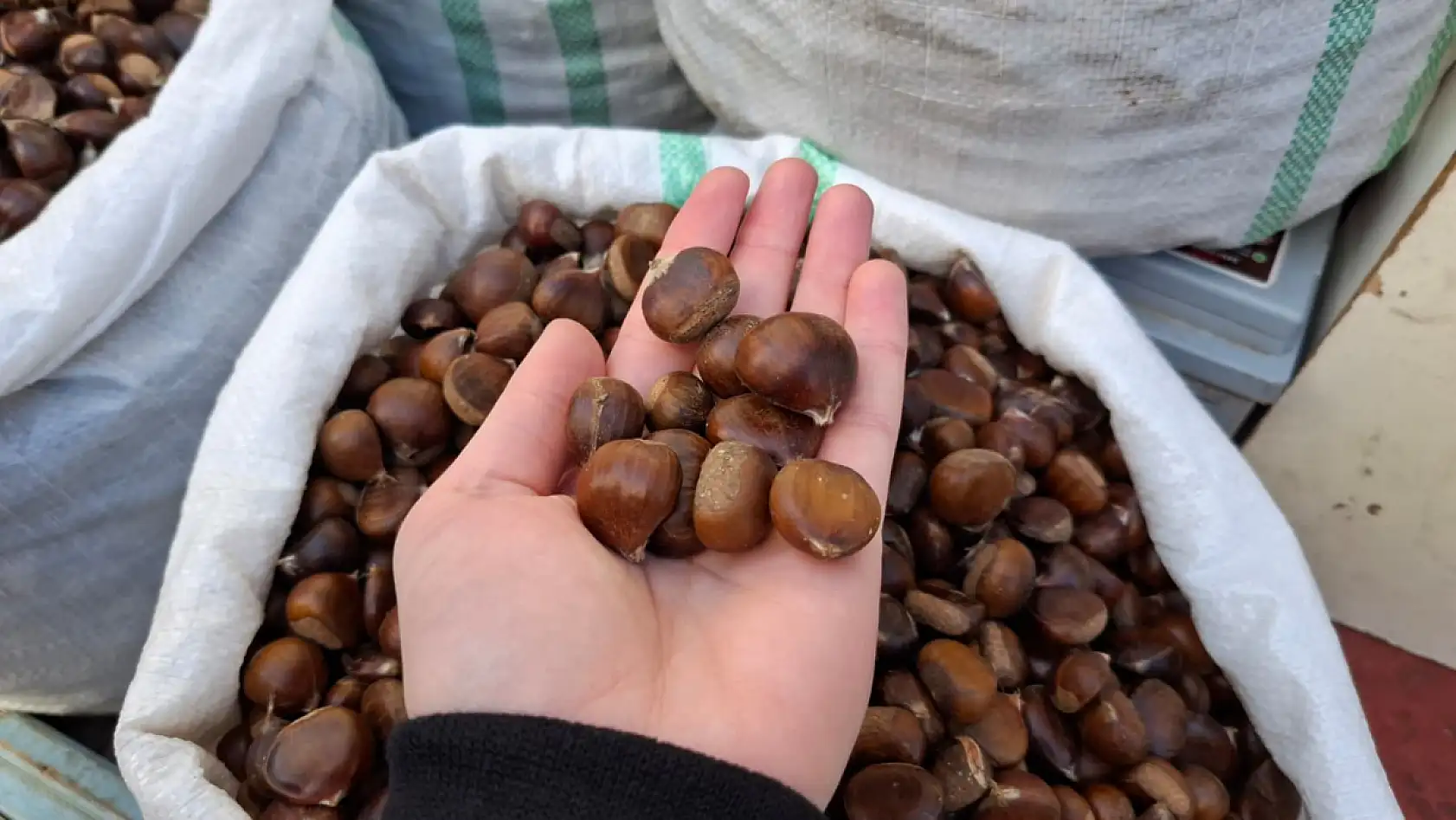 Kestane Sezonu Açıldı Peki iyi kestane nasıl anlaşılır