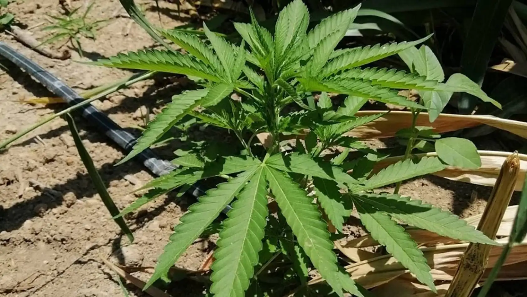 2026 Yılı Kenevir Üretimi Başvuruları Başladı