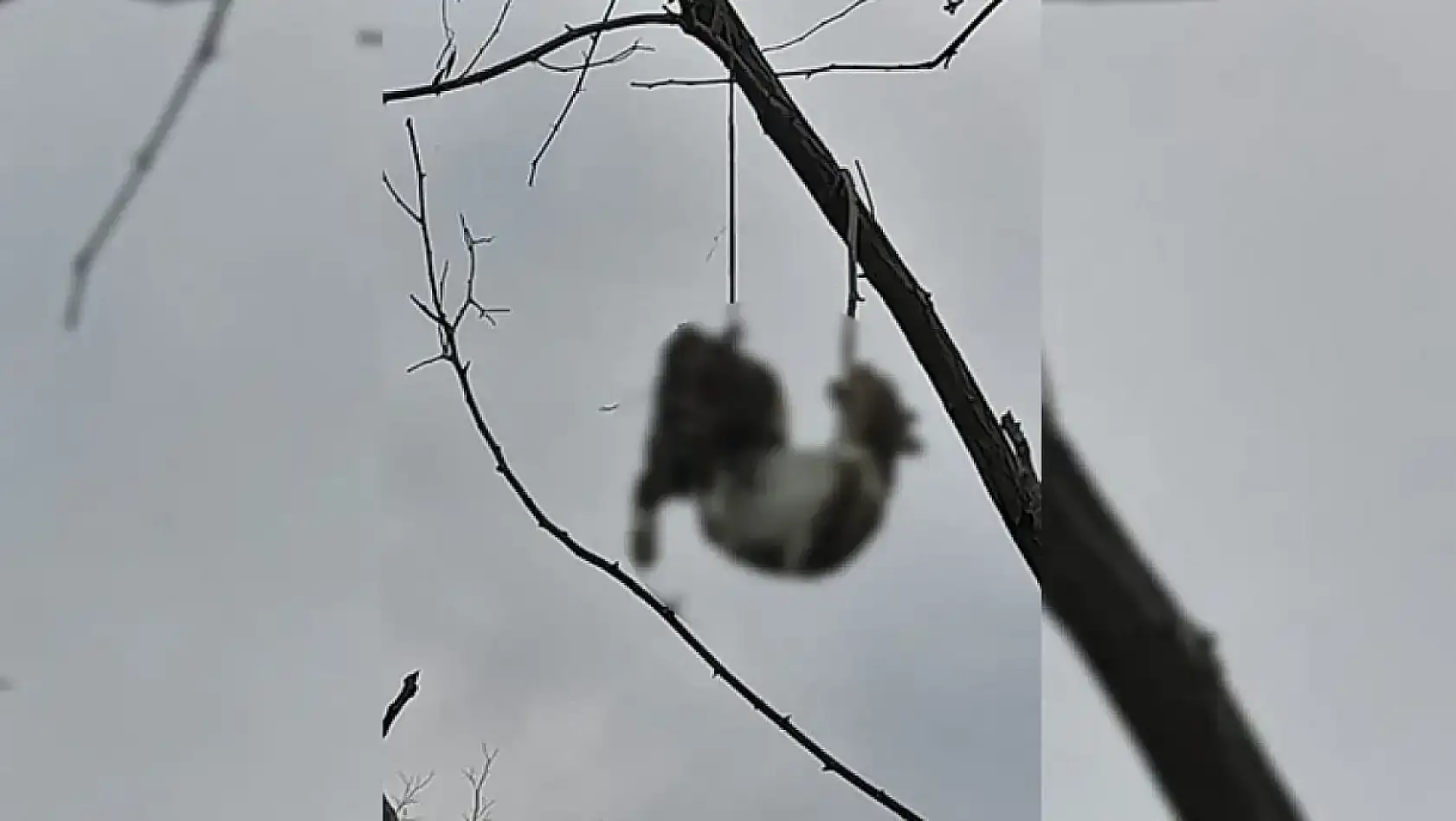 Tekkeköy'de dehşete düşüren olay! Ağaca asılı halde bulundu