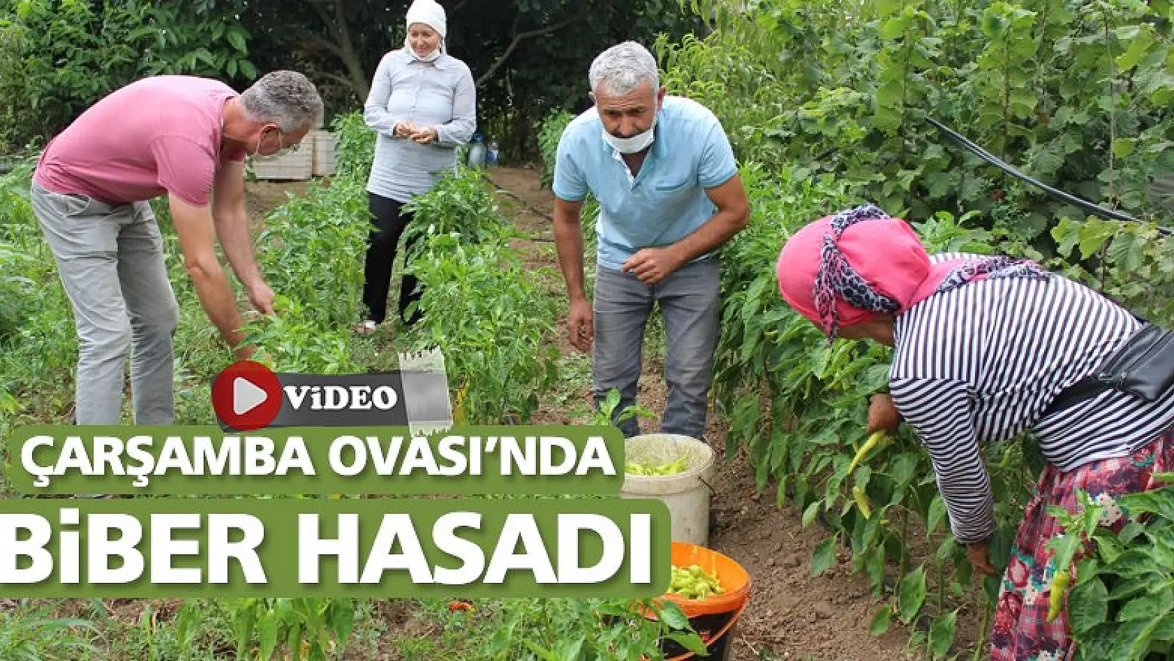 Çarşamba Ovası'nda biber hasadı