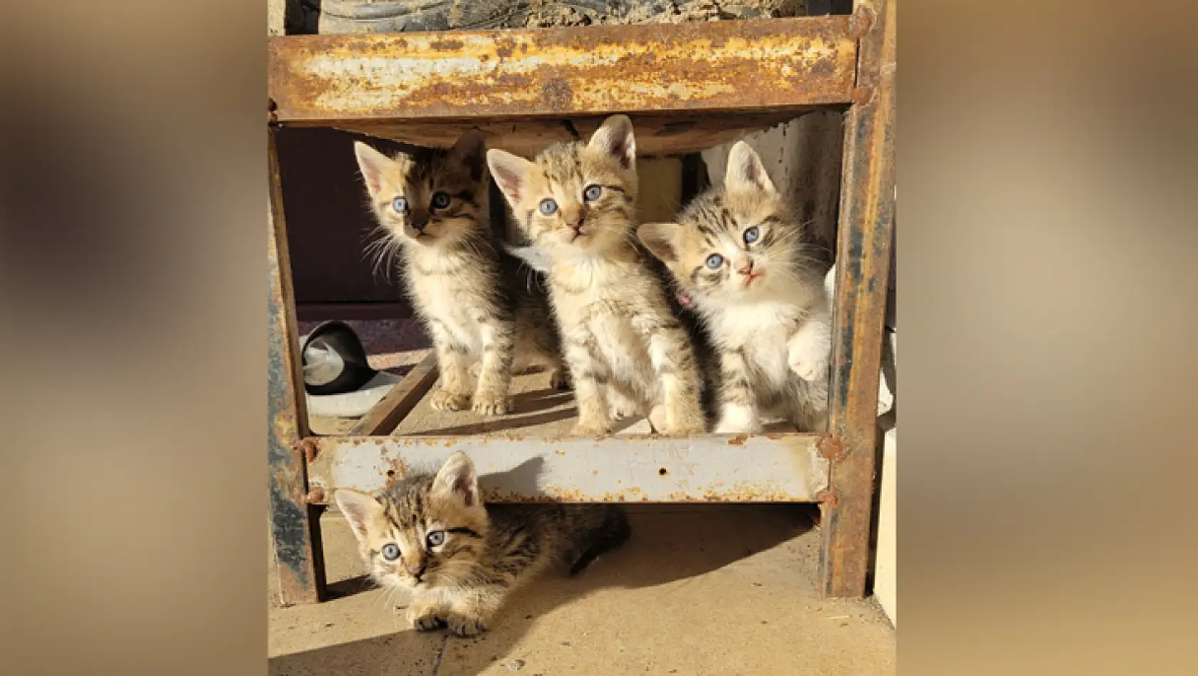 Yavru Kedilerden Kartpostallık Görüntü