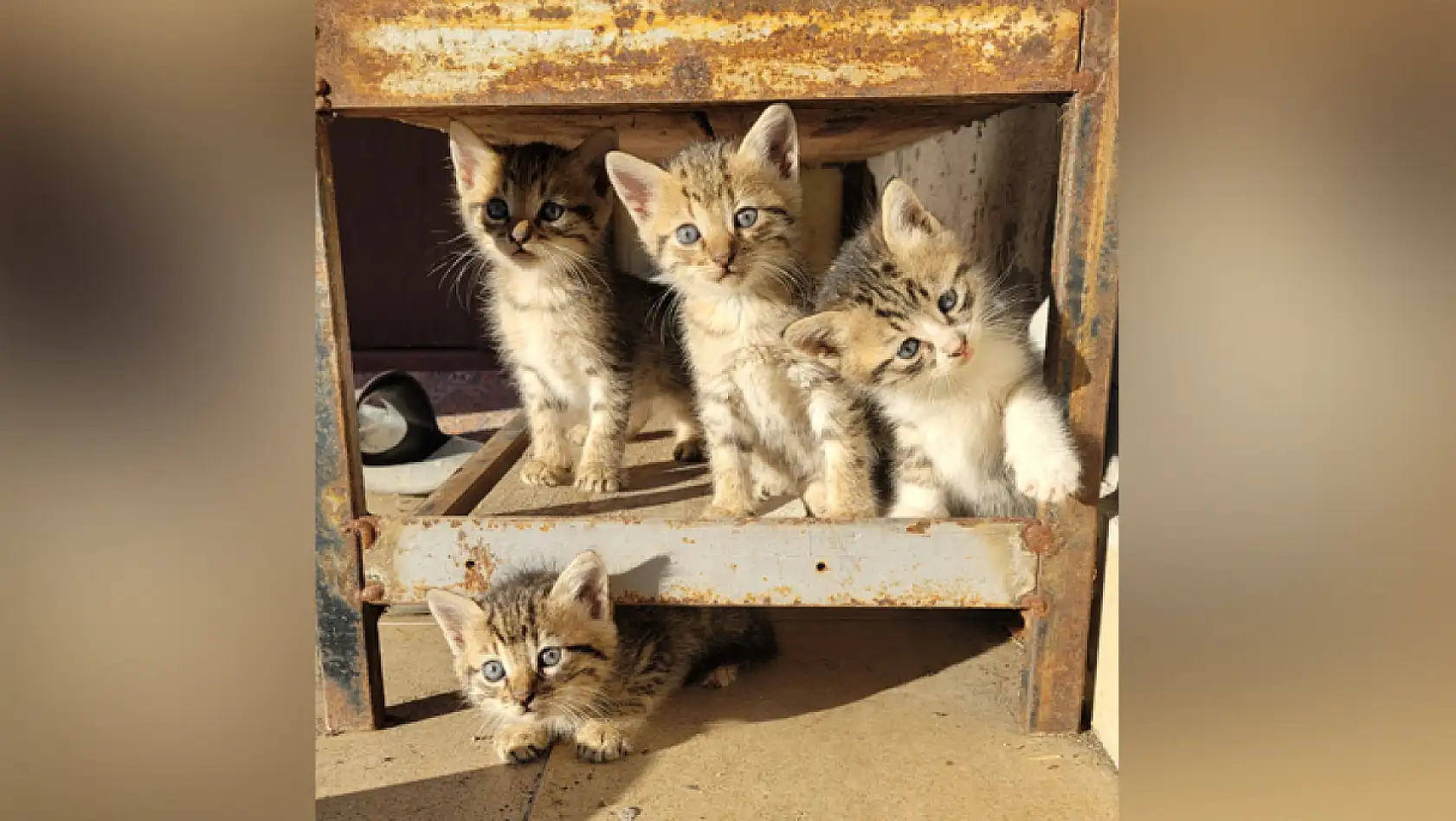 Yavru Kedilerden Kartpostallık Görüntü
