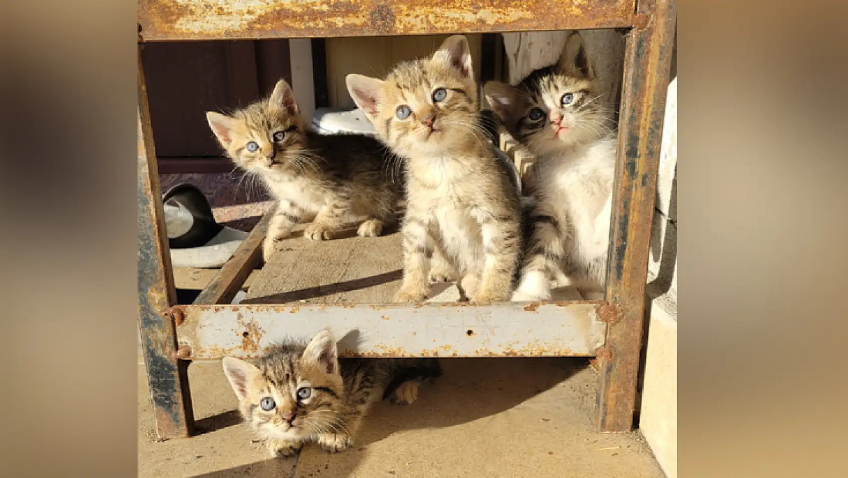 Yavru Kedilerden Kartpostallık Görüntü