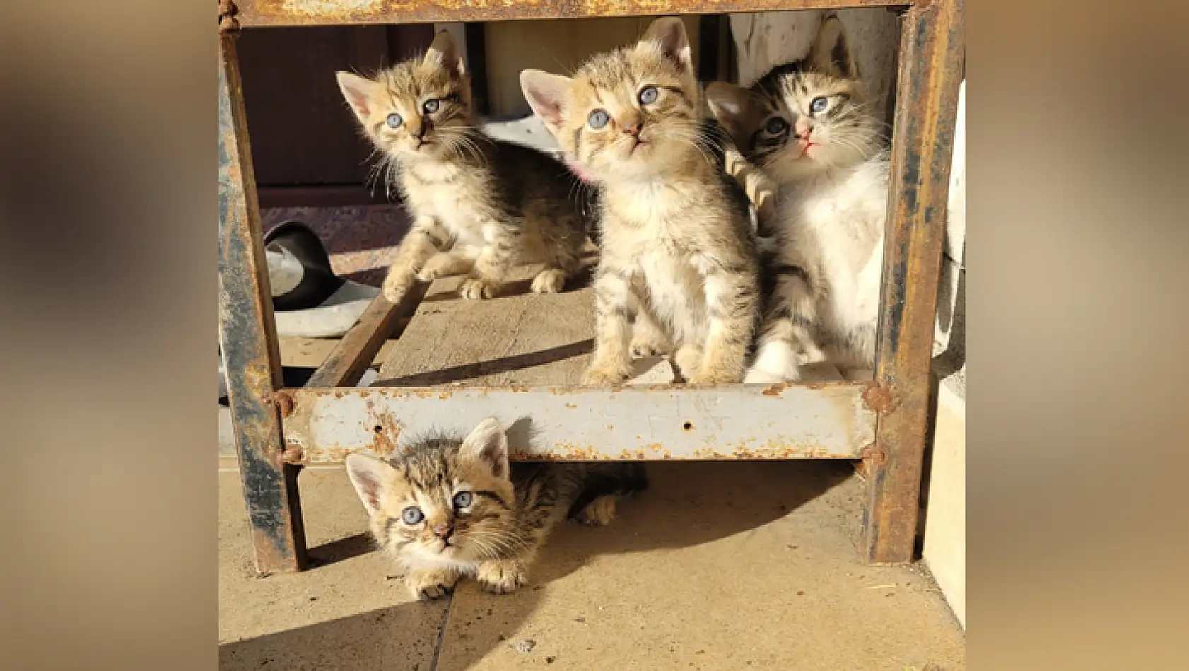 Yavru Kedilerden Kartpostallık Görüntü