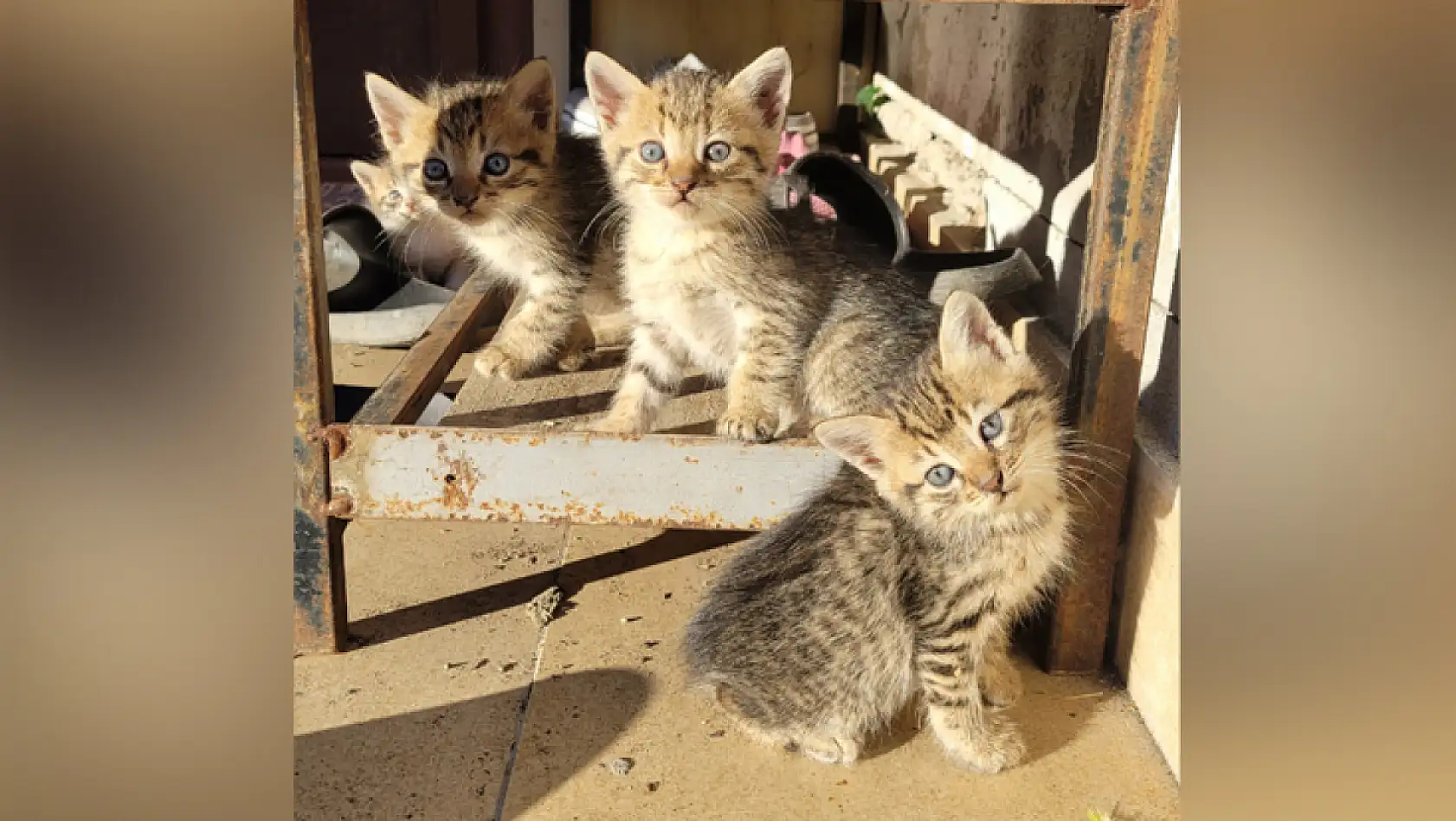 Yavru Kedilerden Kartpostallık Görüntü