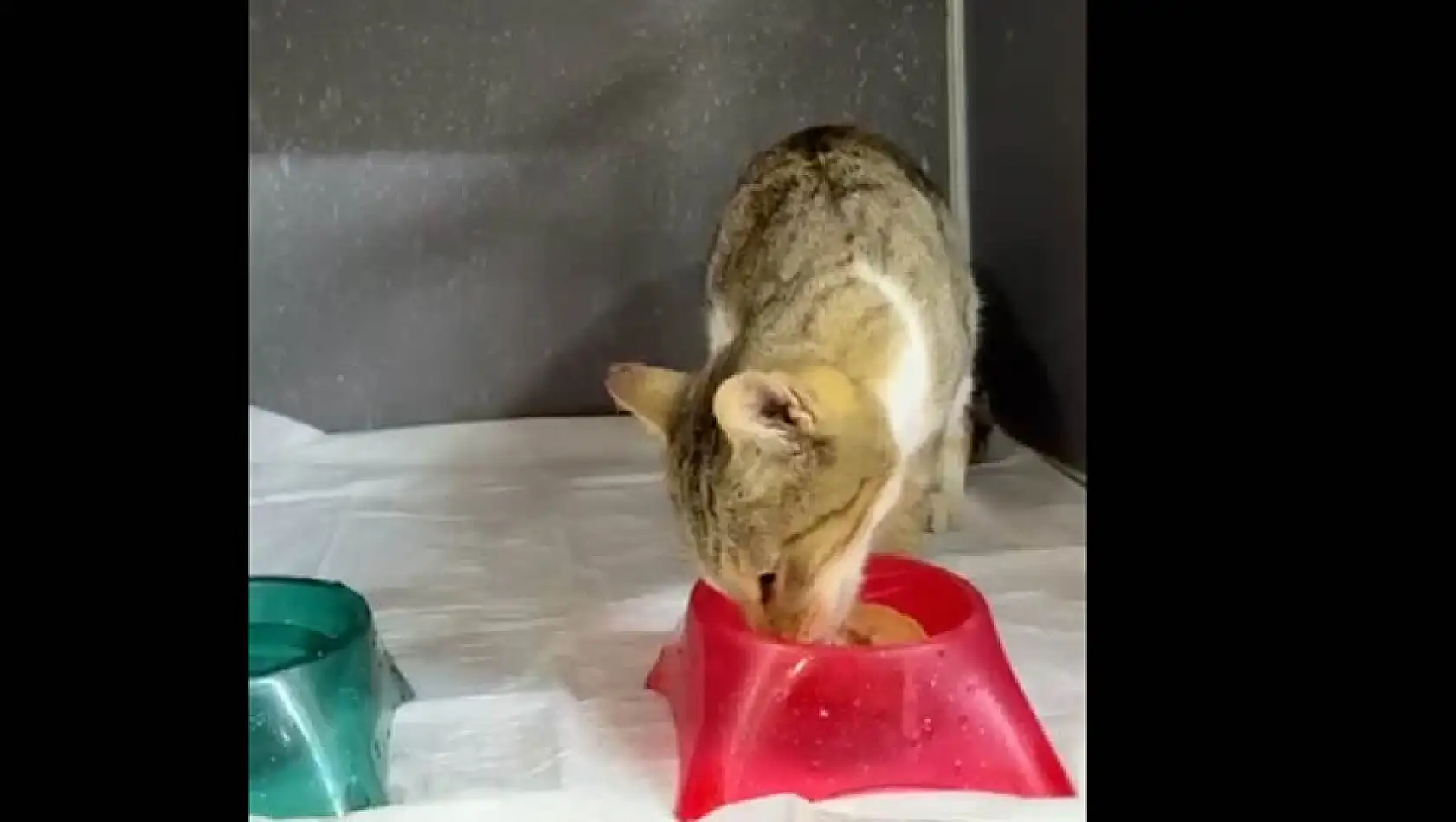 Tekkeköy'de dehşete düşüren olay! Ağaca asılı halde bulundu