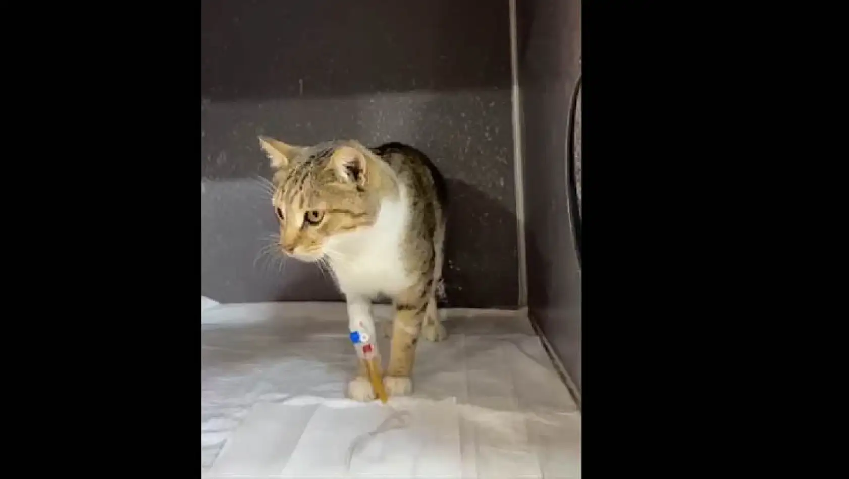 Tekkeköy'de dehşete düşüren olay! Ağaca asılı halde bulundu