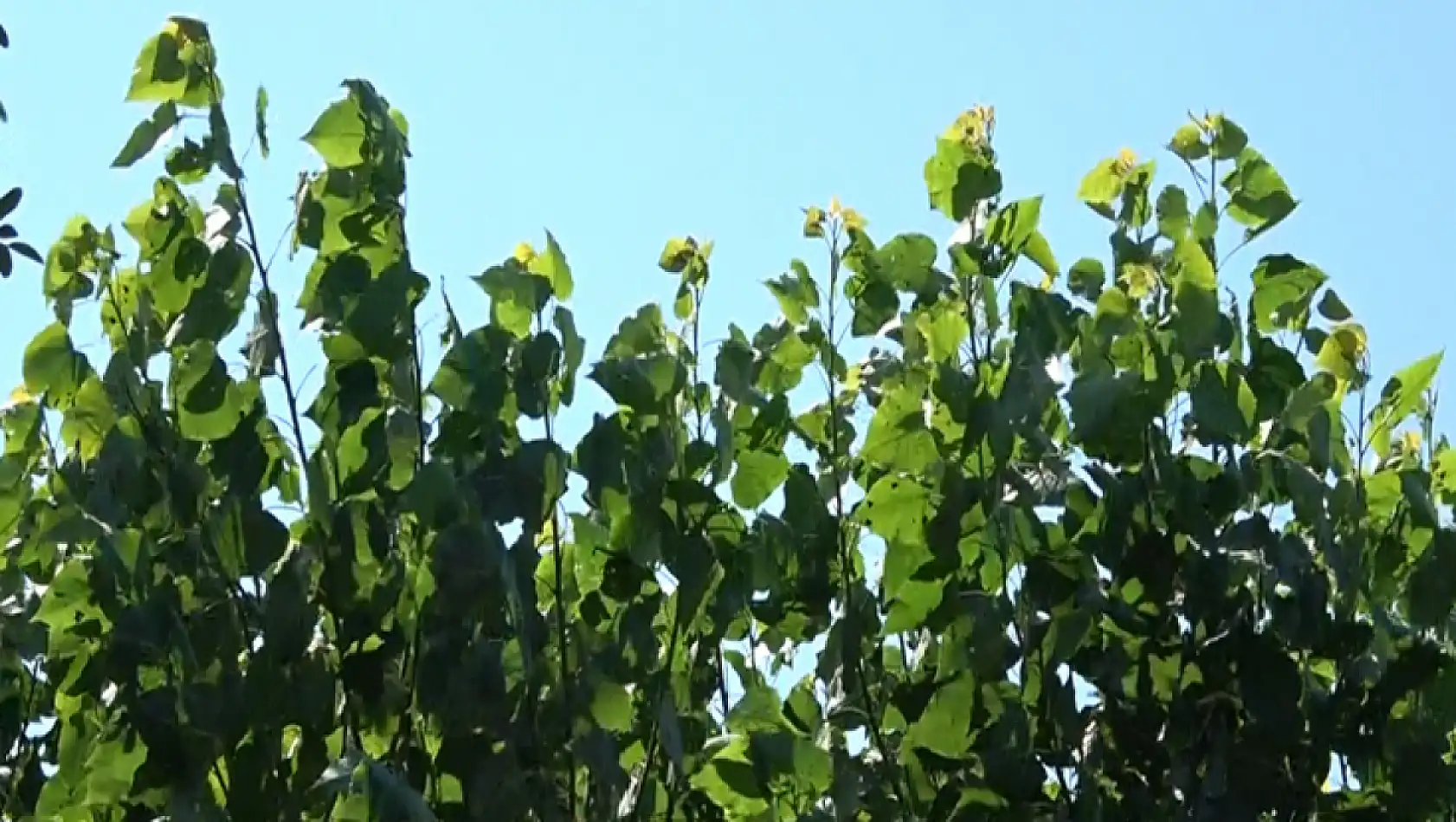 Dikbıyık'ta Biyokütle Santrali Tepkisi: