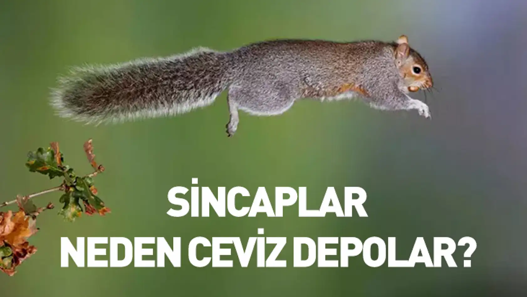 Sincaplar neden ceviz depolar?