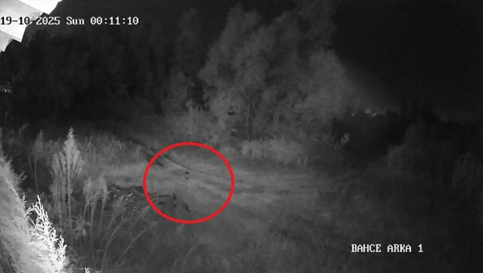 Çarşamba'da hayalet gibi dolaşıyor: Köylerde aranıyor, mahalleli uykusuz