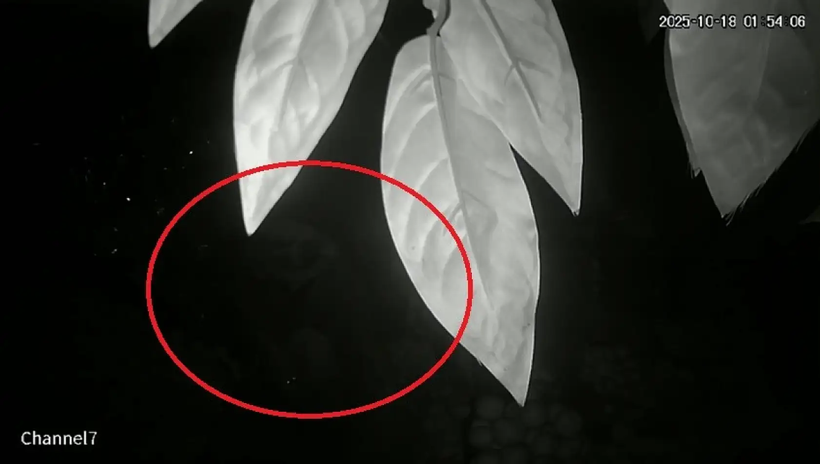 Çarşamba'da hayalet gibi dolaşıyor: Köylerde aranıyor, mahalleli uykusuz