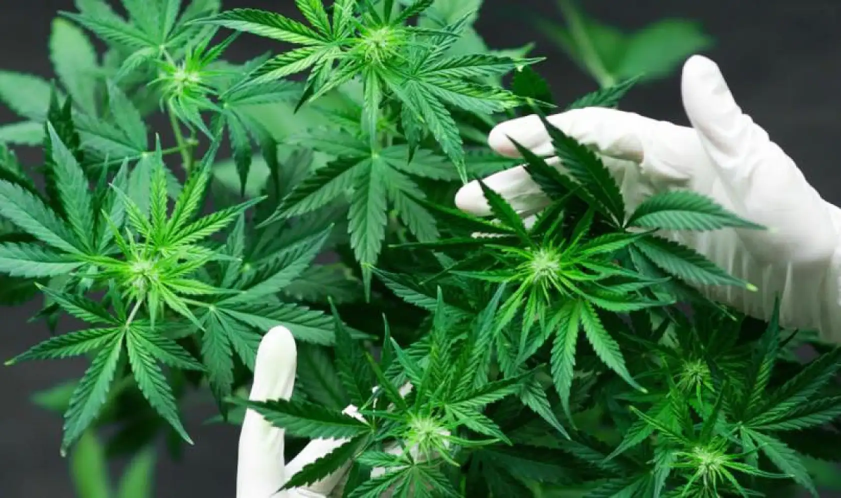 2026 Yılı Kenevir Üretimi Başvuruları Başladı