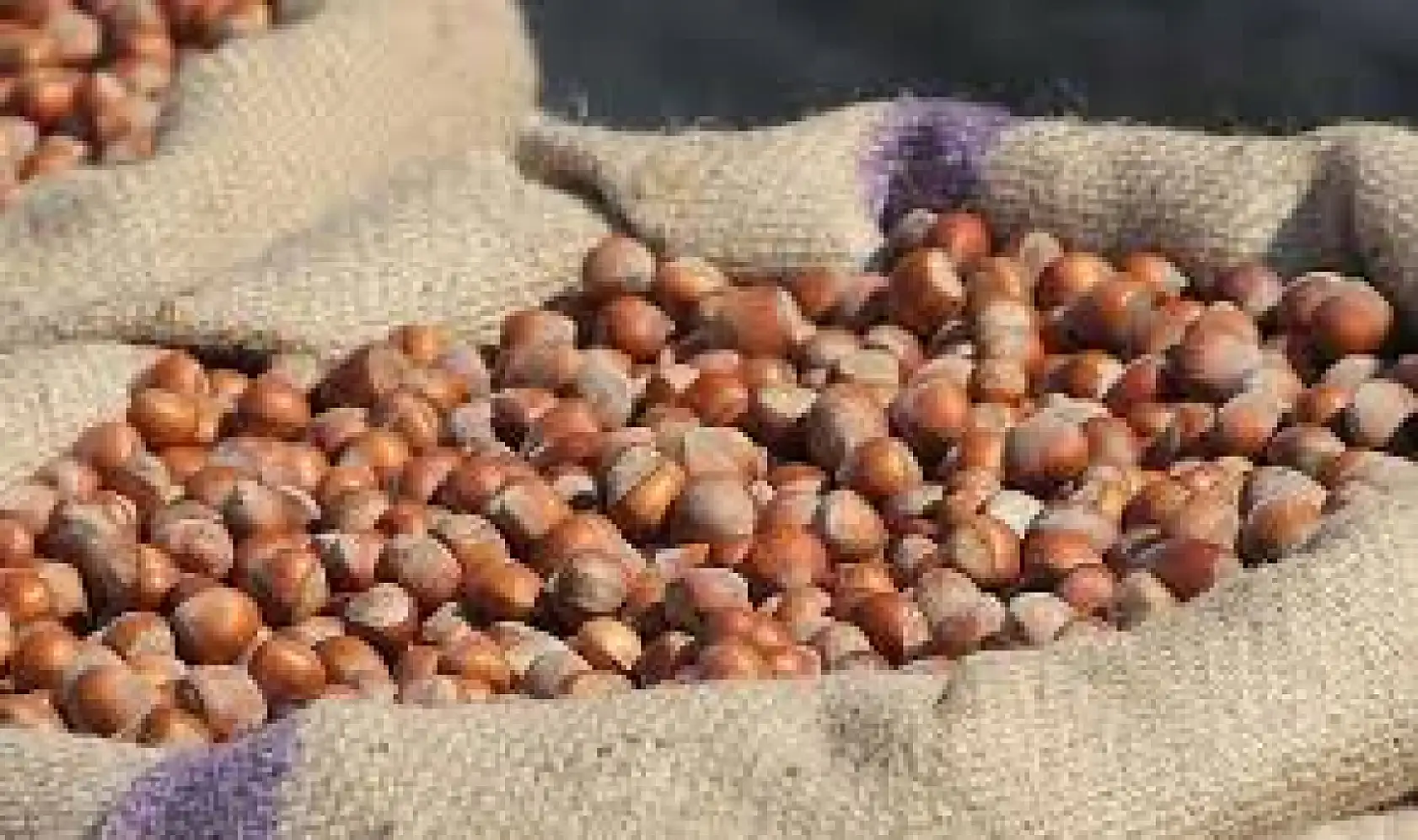 4 Ocak 2026 Giresun Fındık Fiyatları