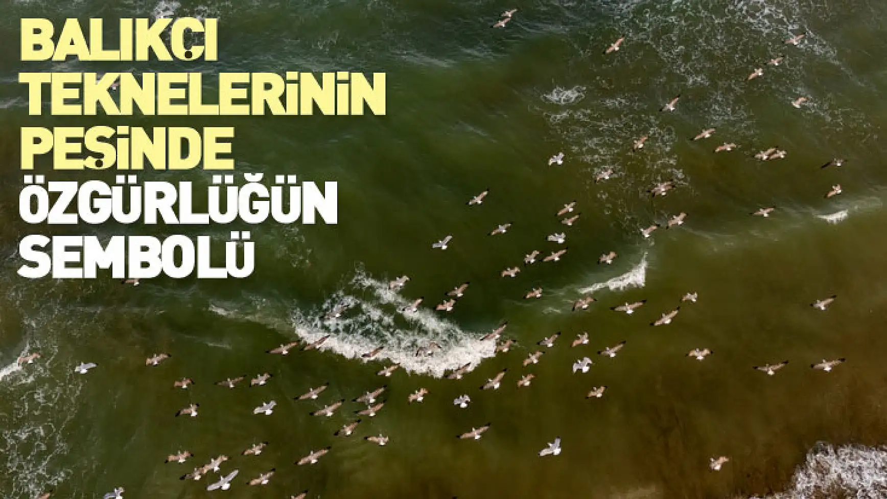 Balıkçı teknelerinin peşinde özgürlüğün sembolü