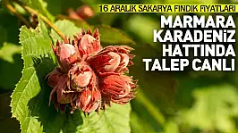 16 Aralık Sakarya Fındık Fiyatları | Marmara–Karadeniz Hattında Talep Canlı