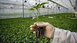 Fidan Üretim ve Bakım Hizmeti Alınacaktır